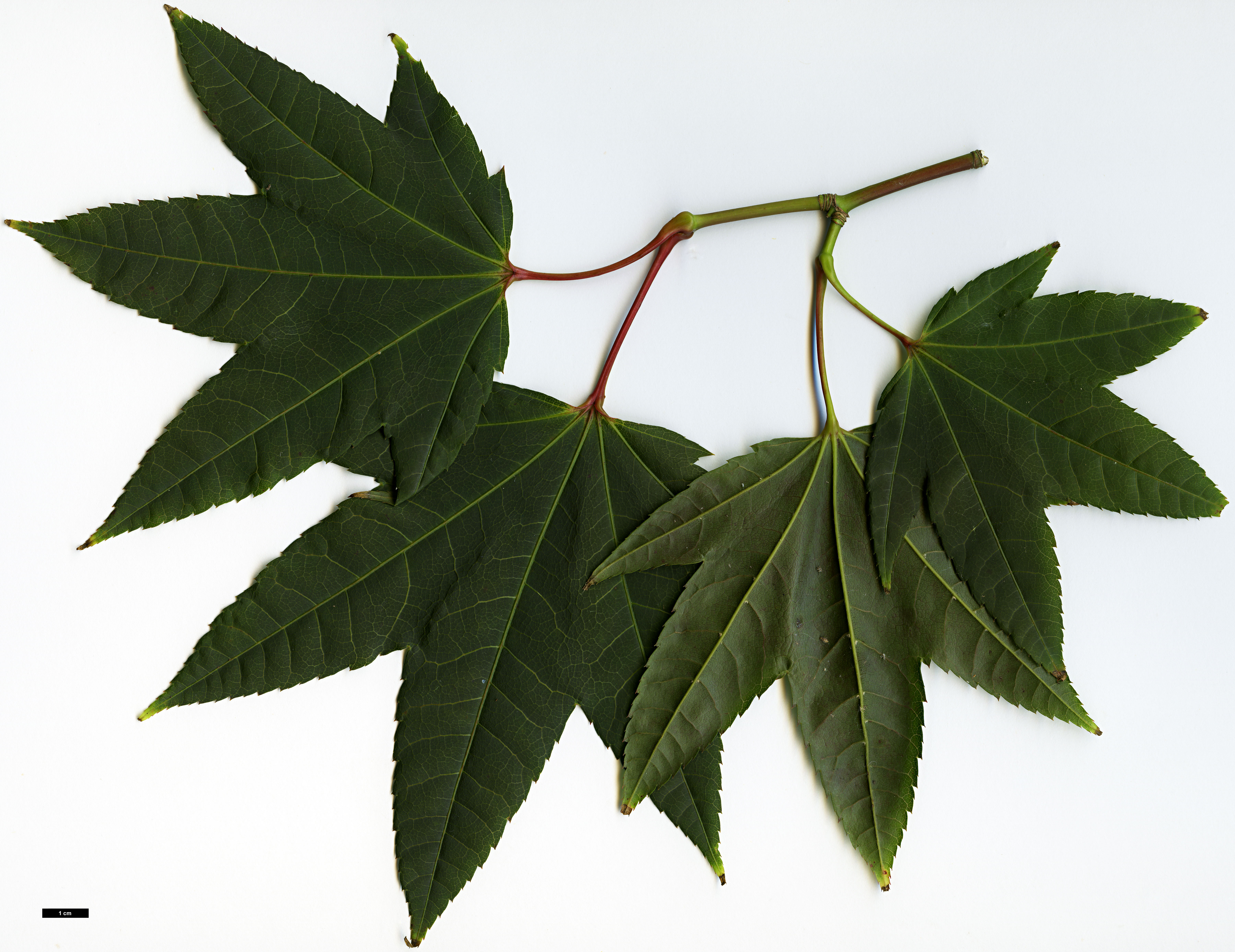 High resolution image: Family: Sapindaceae - Genus: Acer - Taxon: taiwanense