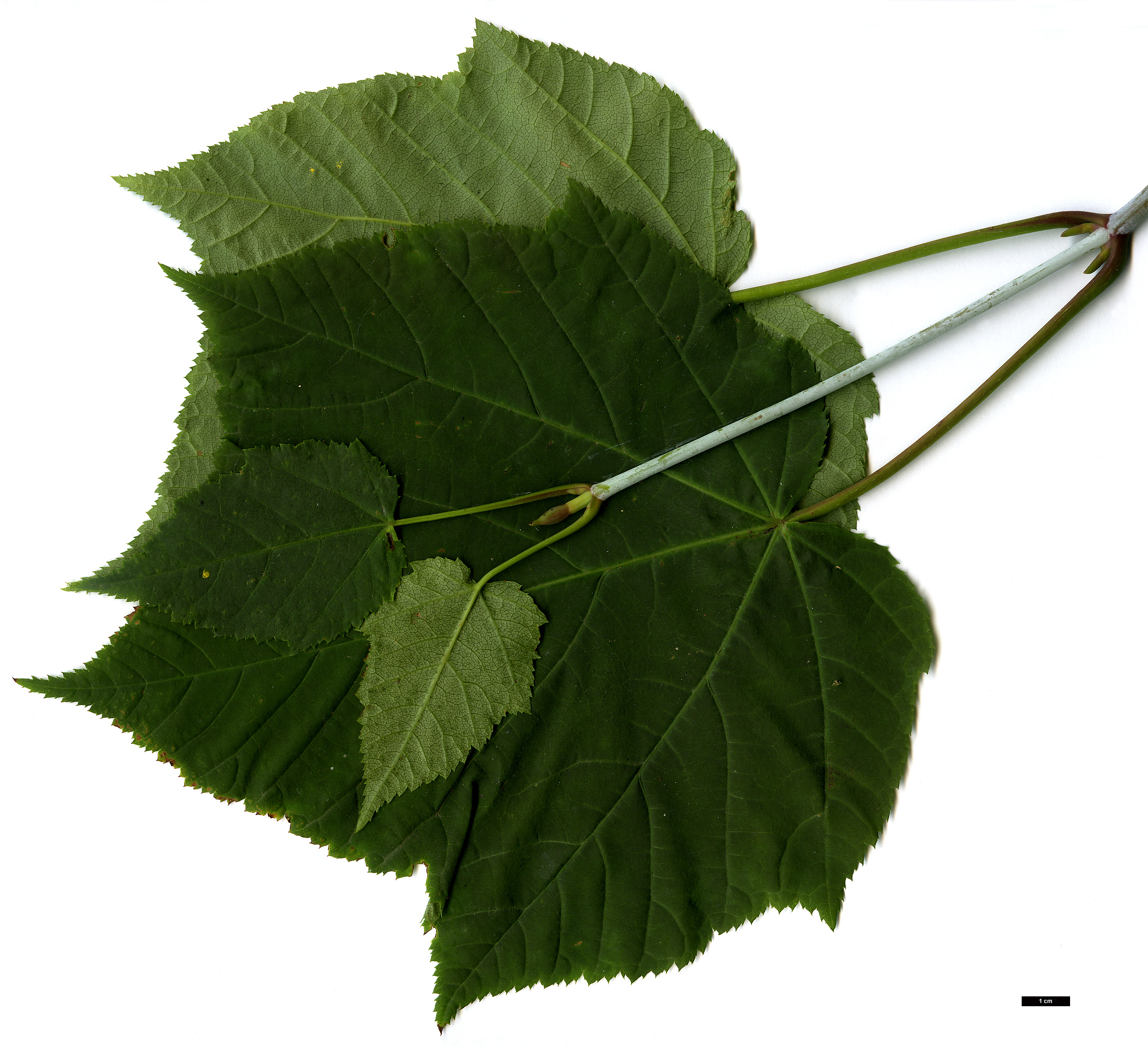 High resolution image: Family: Sapindaceae - Genus: Acer - Taxon: tegmentosum