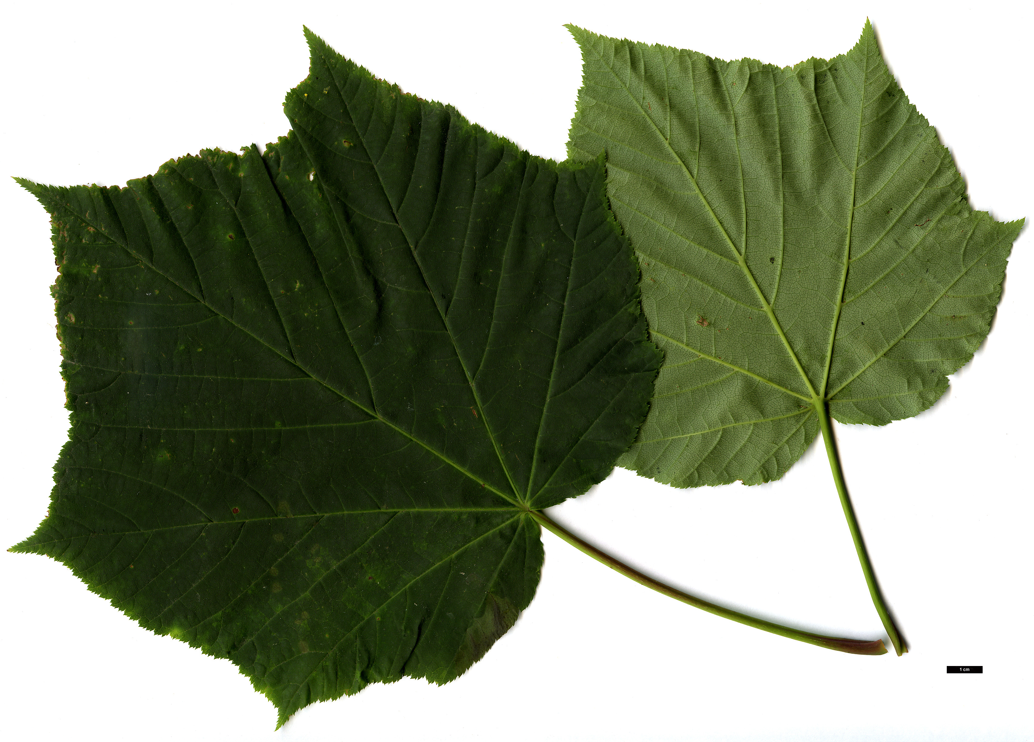 High resolution image: Family: Sapindaceae - Genus: Acer - Taxon: tegmentosum