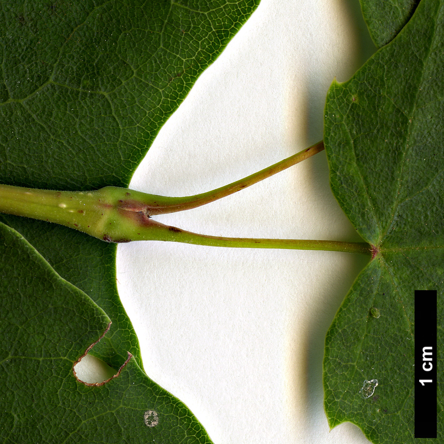 High resolution image: Family: Sapindaceae - Genus: Acer - Taxon: tenellum