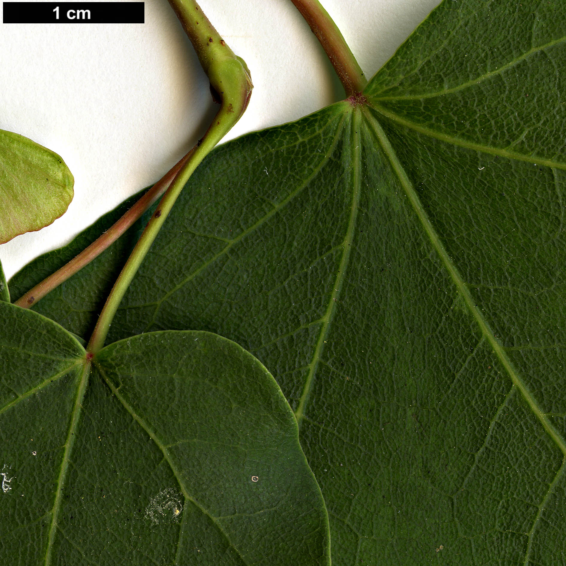 High resolution image: Family: Sapindaceae - Genus: Acer - Taxon: tenellum