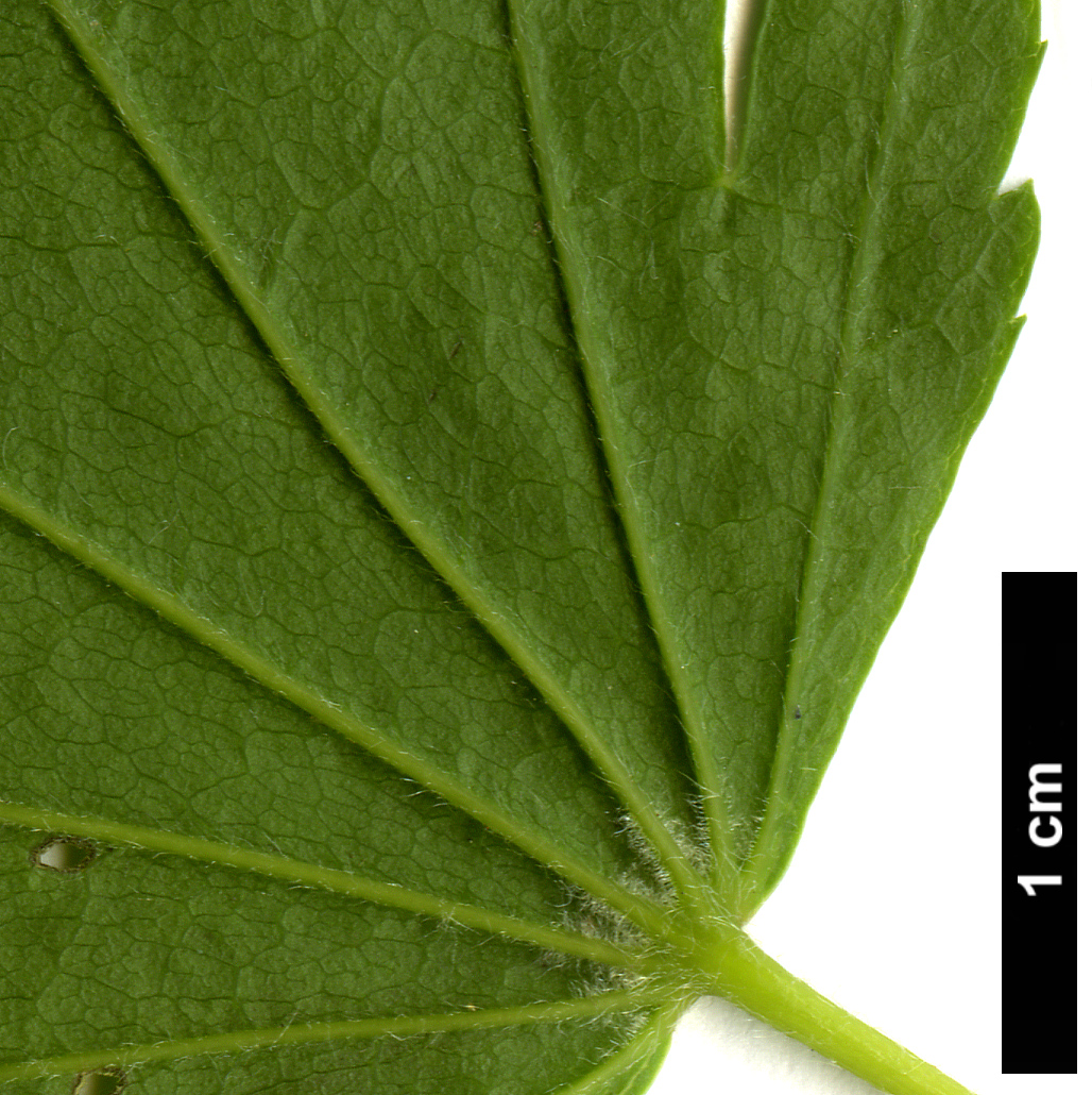 High resolution image: Family: Sapindaceae - Genus: Acer - Taxon: tenuifolium