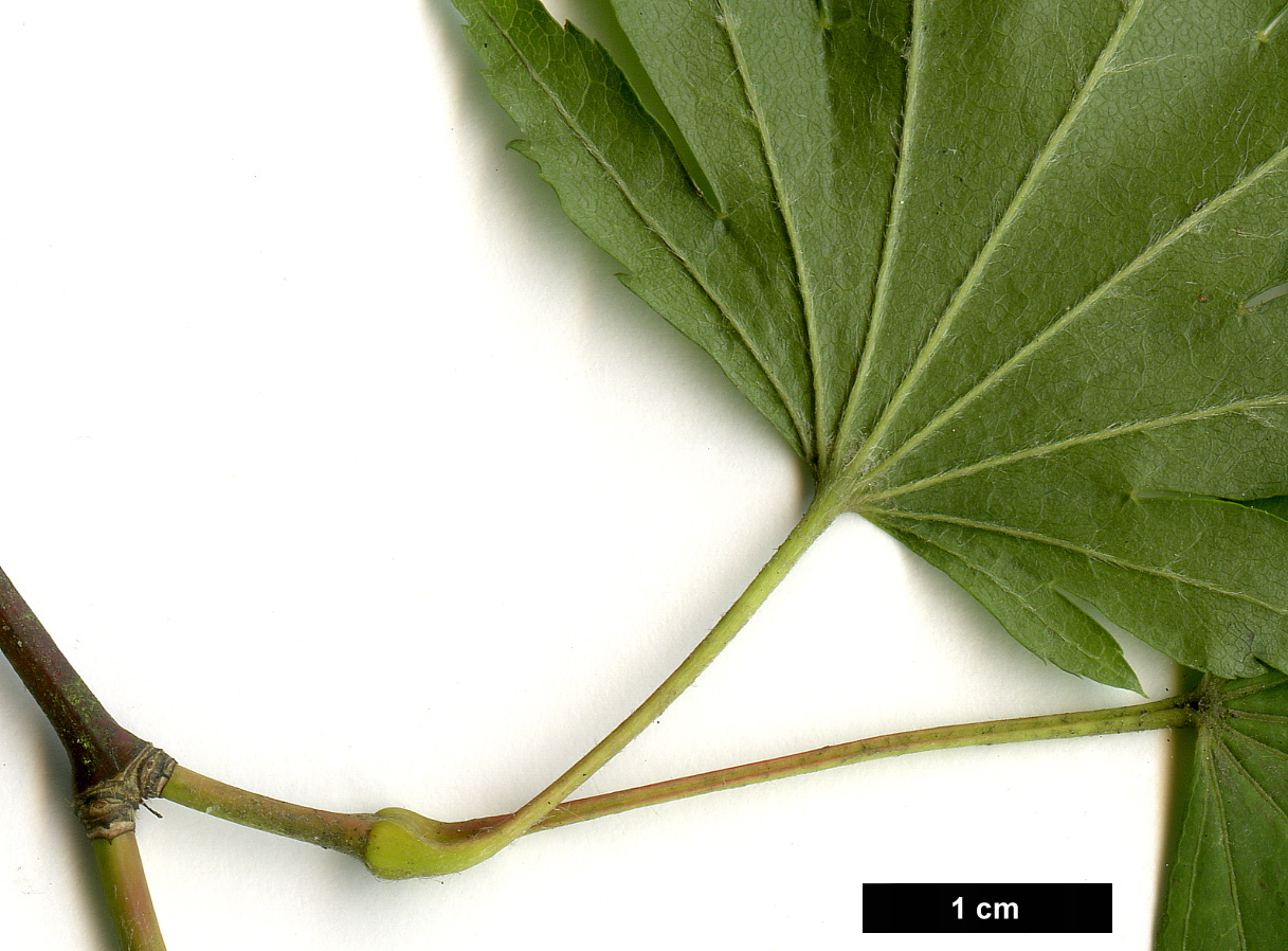 High resolution image: Family: Sapindaceae - Genus: Acer - Taxon: tenuifolium