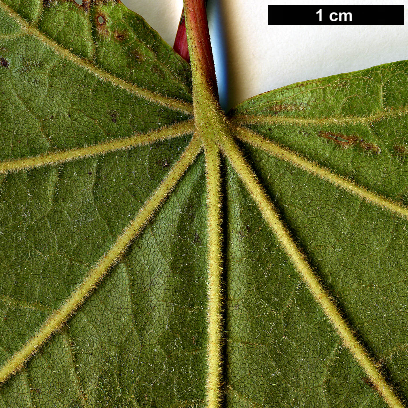 High resolution image: Family: Sapindaceae - Genus: Acer - Taxon: tibetense