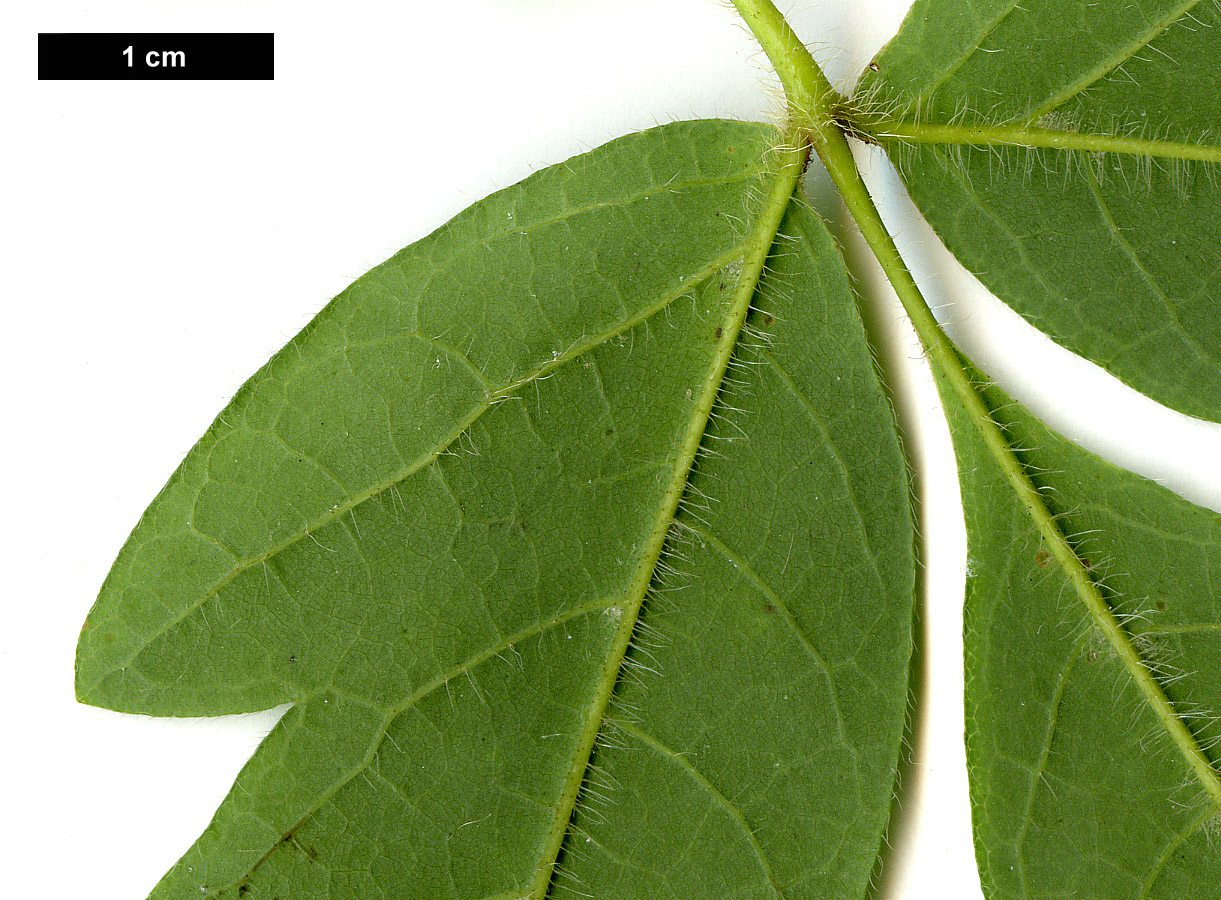 High resolution image: Family: Sapindaceae - Genus: Acer - Taxon: triflorum