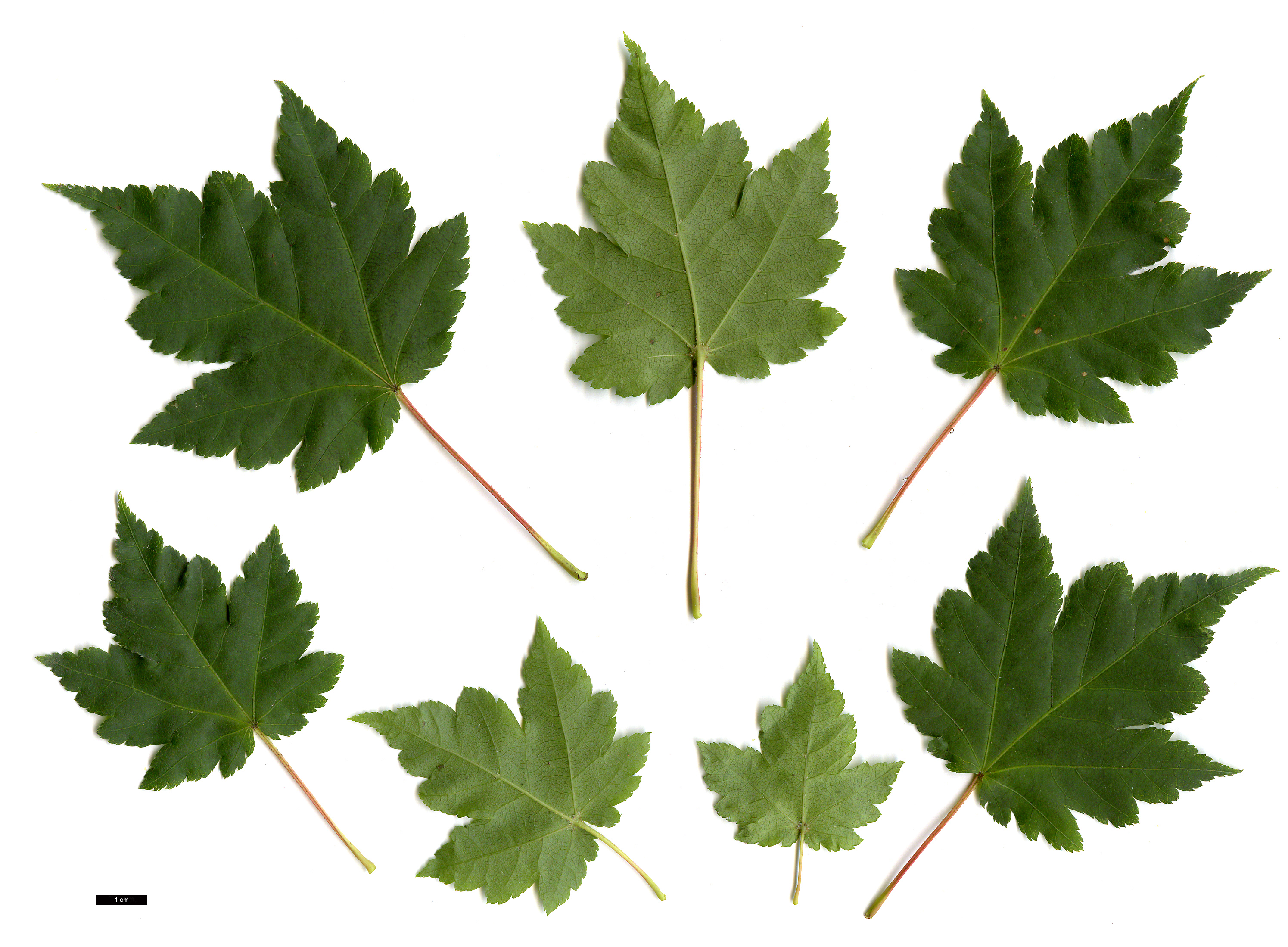 High resolution image: Family: Sapindaceae - Genus: Acer - Taxon: tschonoskii