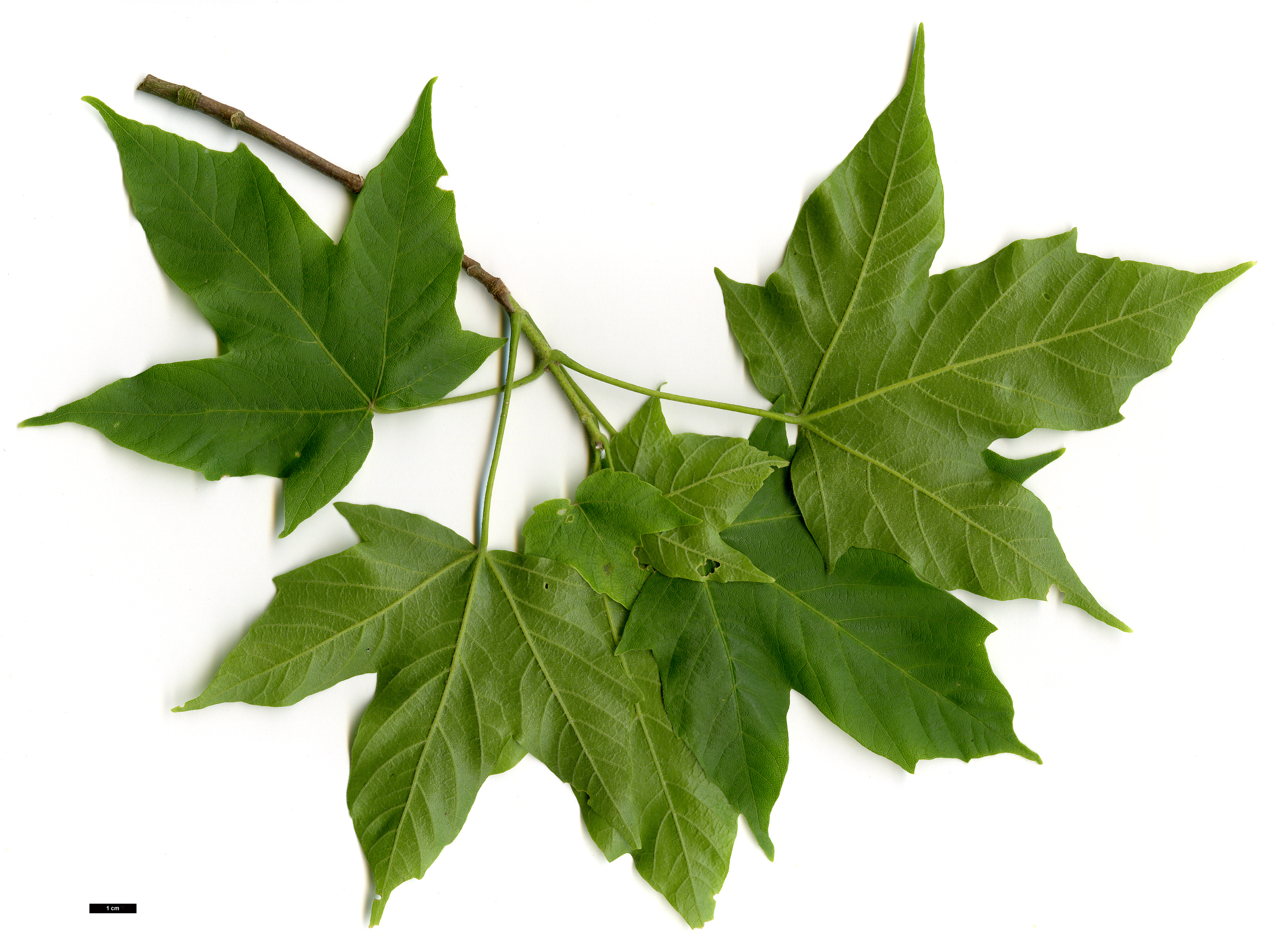 High resolution image: Family: Sapindaceae - Genus: Acer - Taxon: tsinglingense