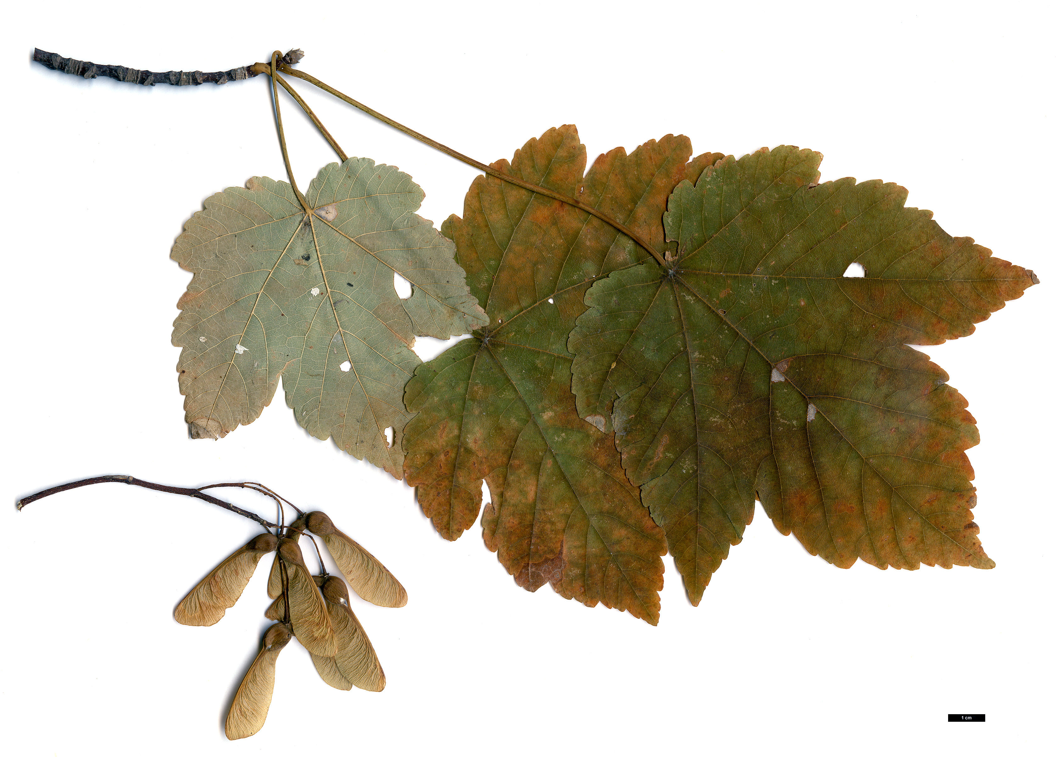 High resolution image: Family: Sapindaceae - Genus: Acer - Taxon: velutinum
