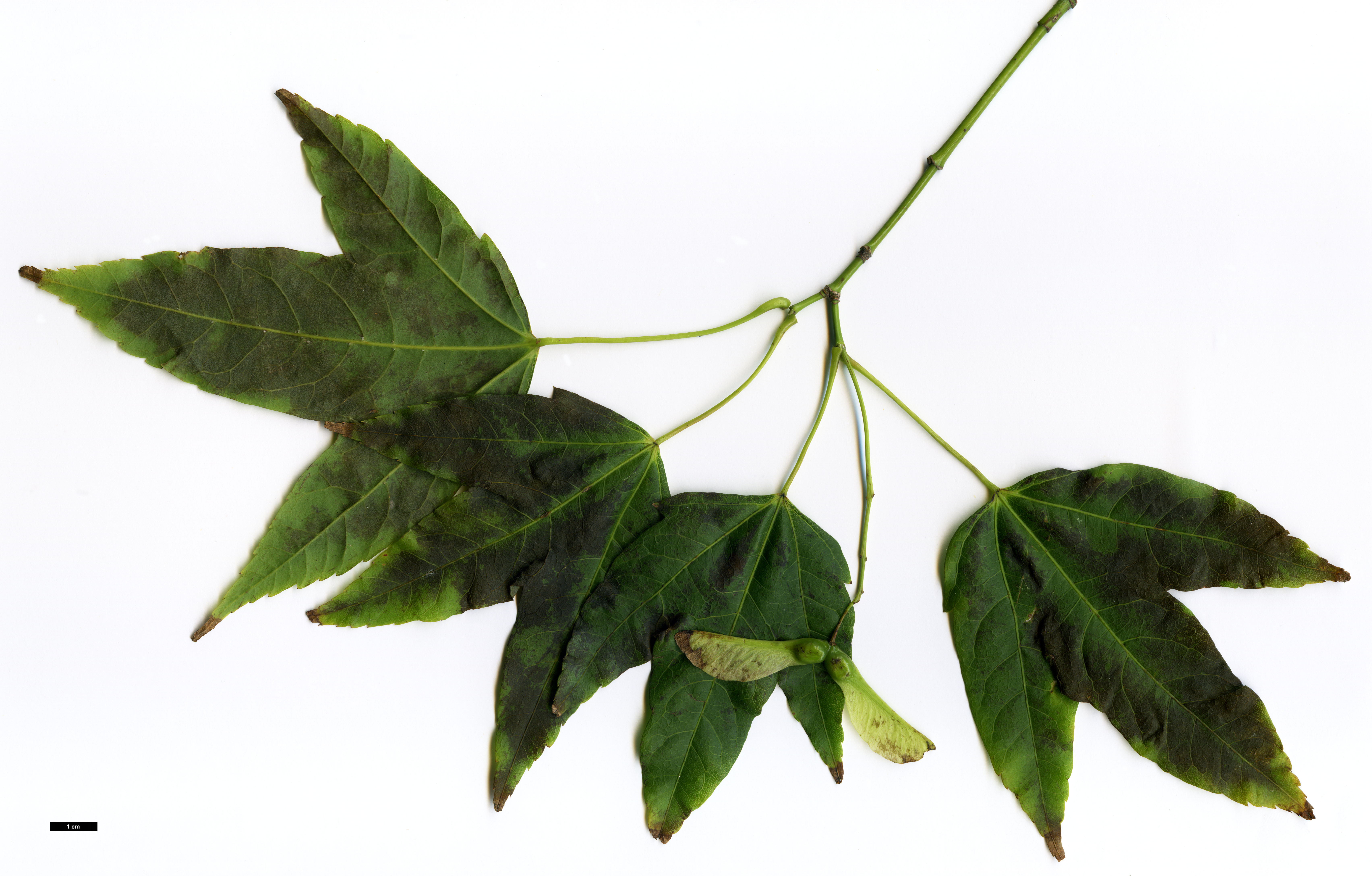 High resolution image: Family: Sapindaceae - Genus: Acer - Taxon: wilsonii