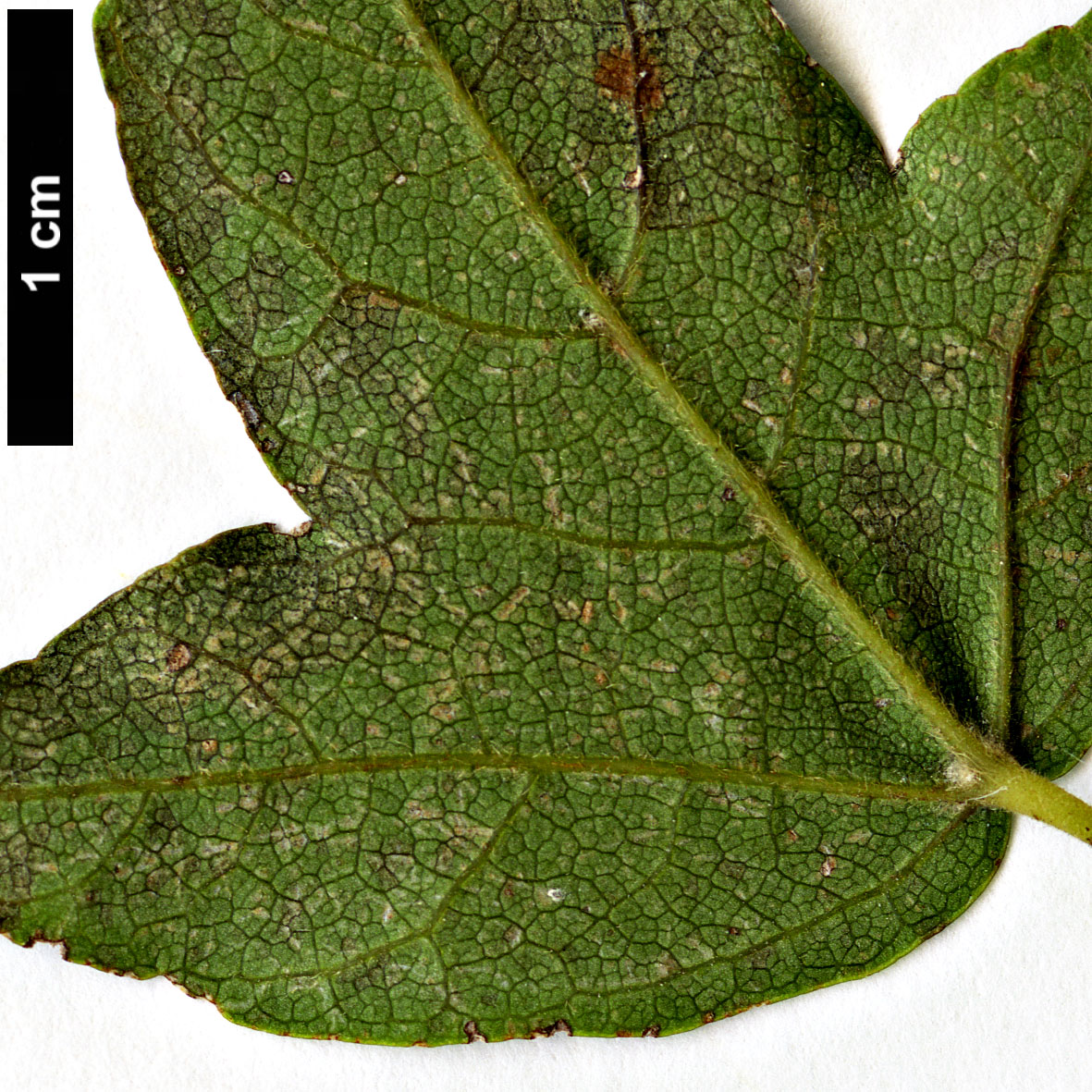 High resolution image: Family: Sapindaceae - Genus: Acer - Taxon: yui
