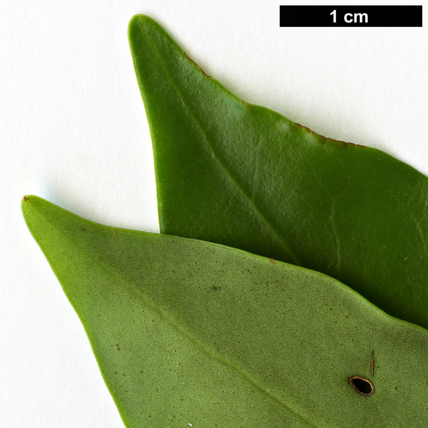 High resolution image: Family: Schisandraceae - Genus: Illicium - Taxon: anisatum