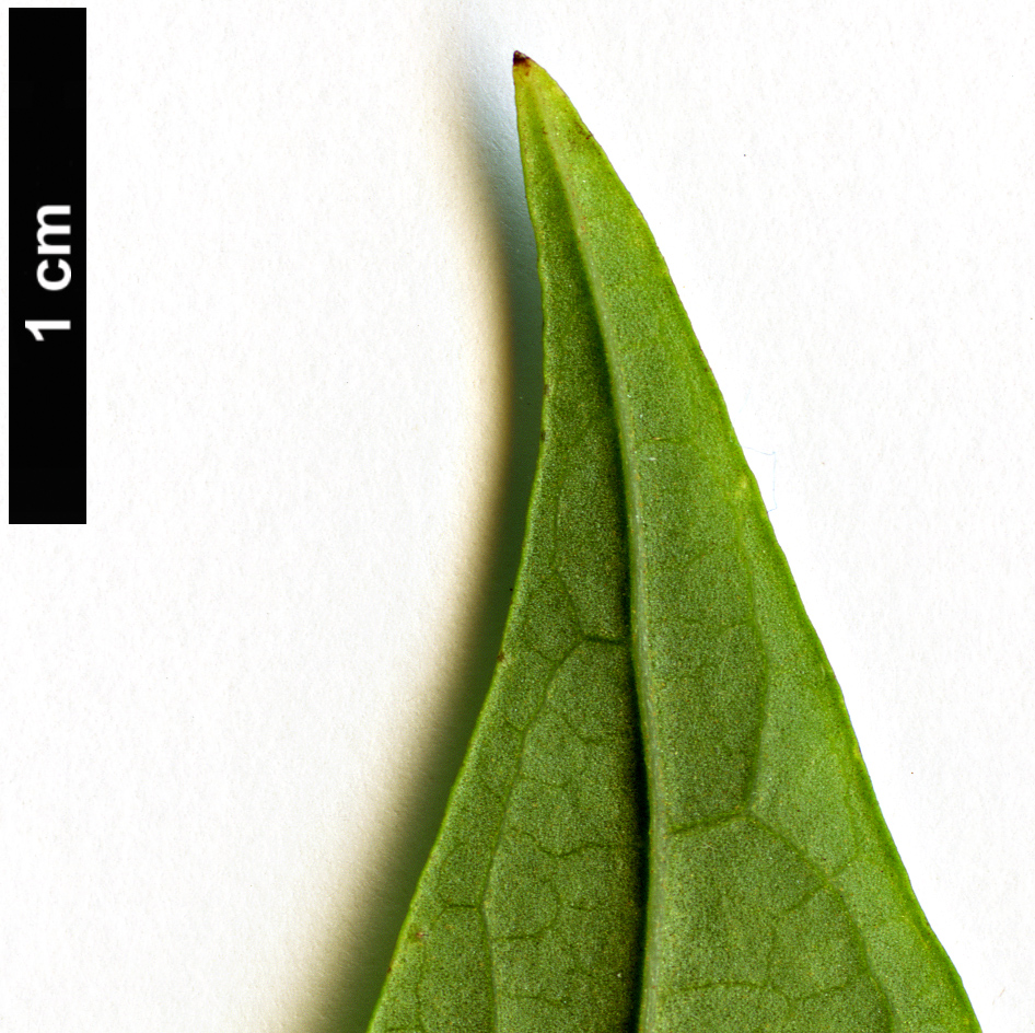 High resolution image: Family: Scrophulariaceae - Genus: Buddleja - Taxon: lindleyana