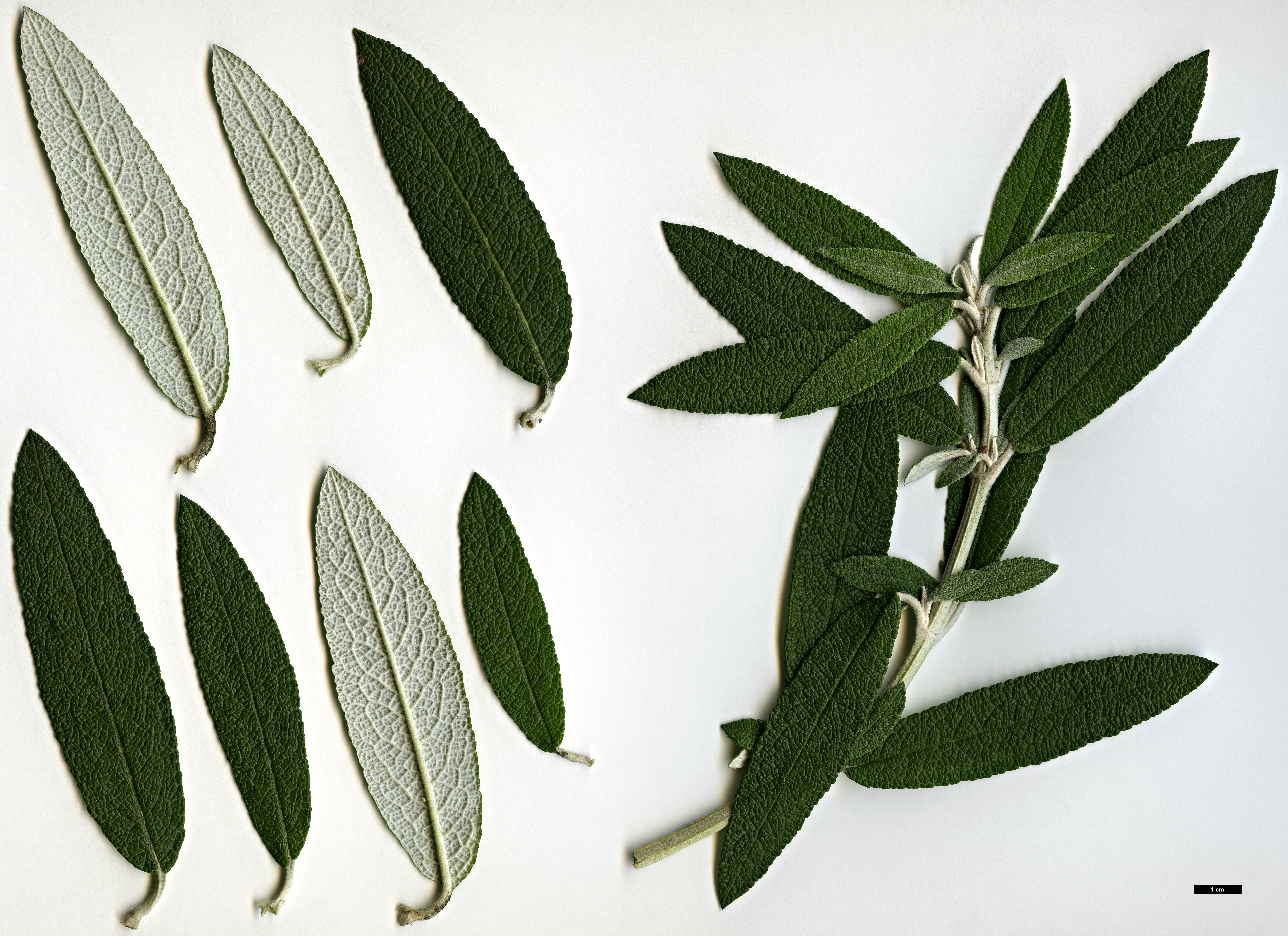 High resolution image: Family: Scrophulariaceae - Genus: Buddleja - Taxon: loricata