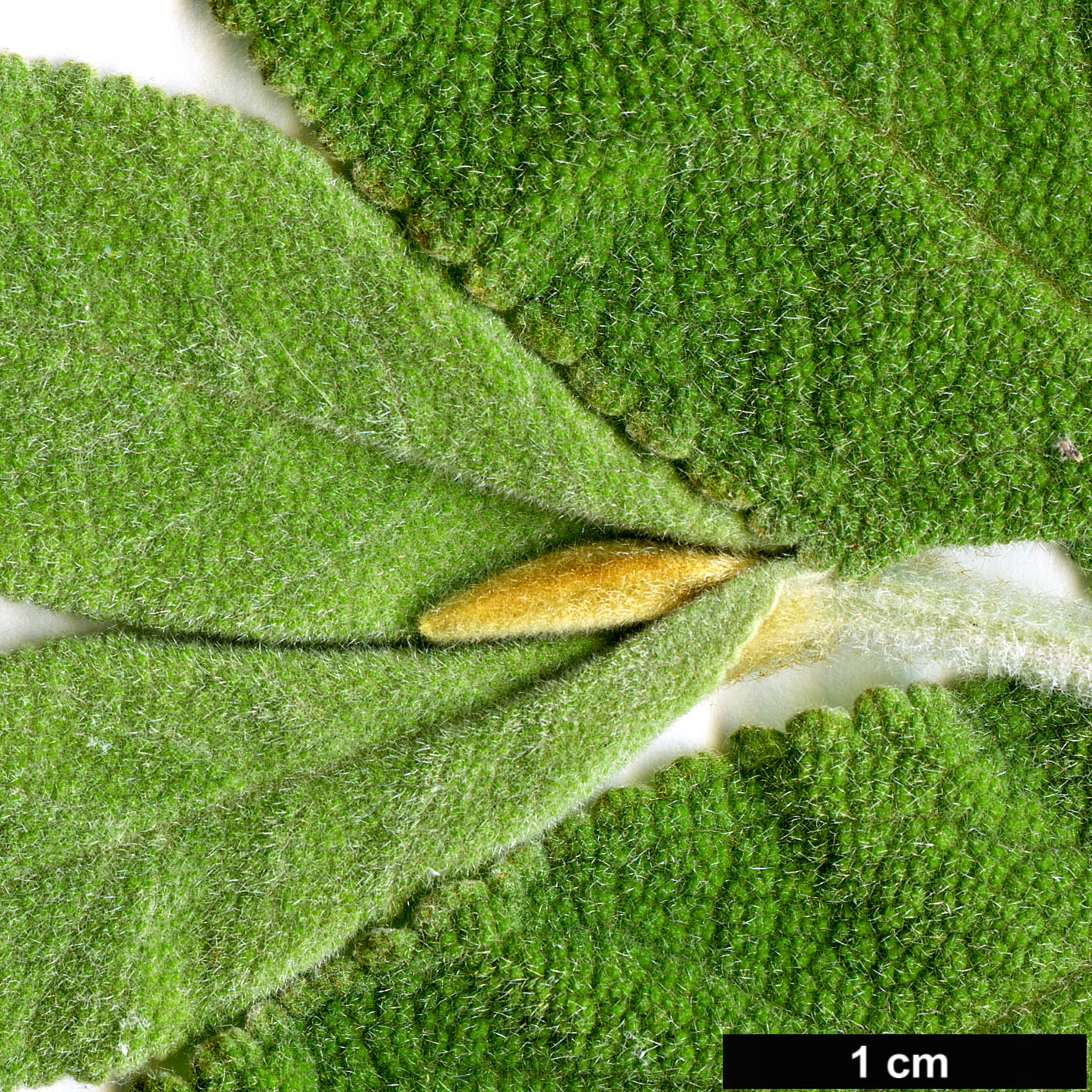 High resolution image: Family: Scrophulariaceae - Genus: Buddleja - Taxon: salviifolia