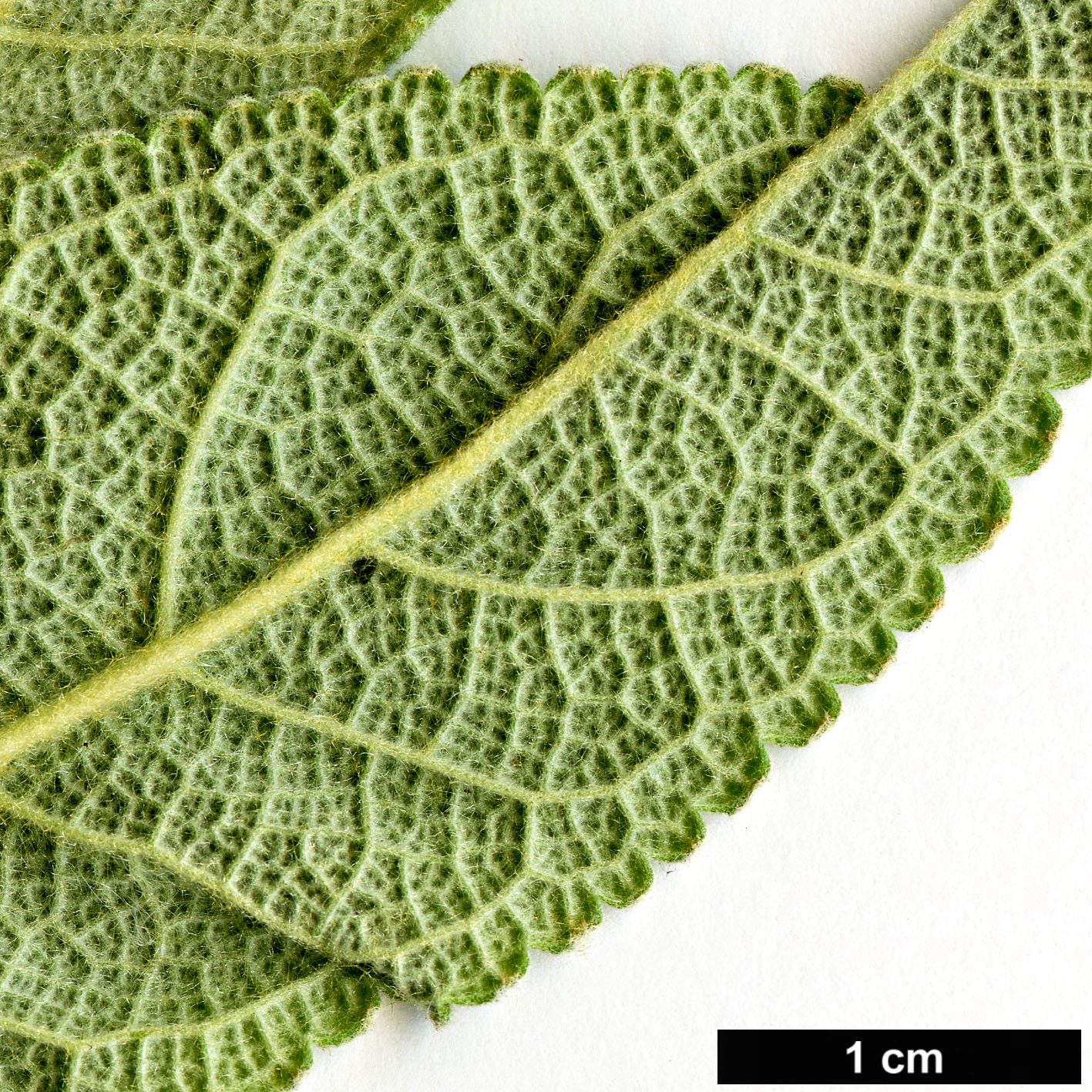 High resolution image: Family: Scrophulariaceae - Genus: Buddleja - Taxon: salviifolia