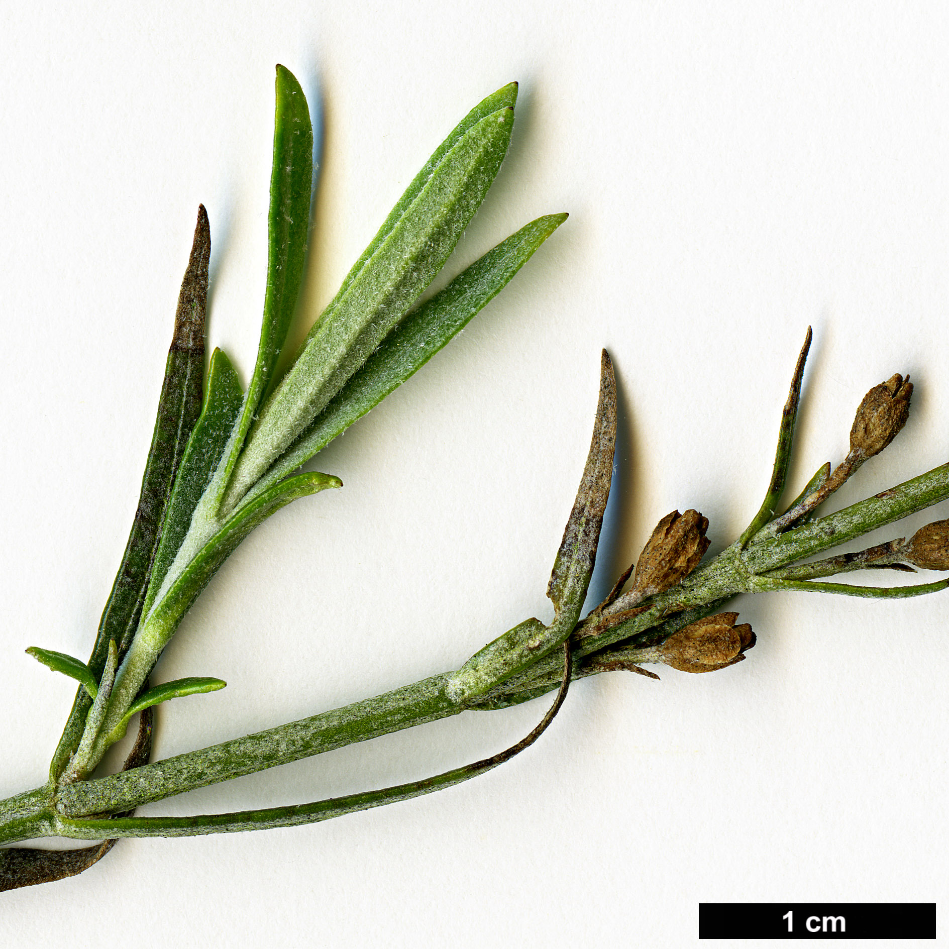 High resolution image: Family: Scrophulariaceae - Genus: Gomphostigma - Taxon: virgatum