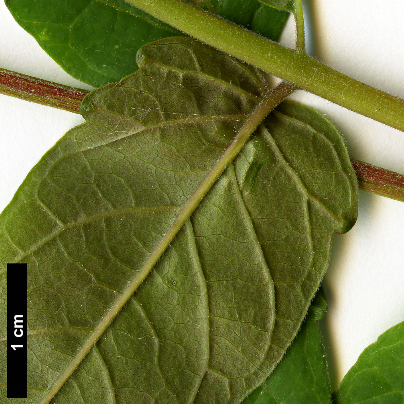 High resolution image: Family: Simaroubaceae - Genus: Ailanthus - Taxon: altissima
