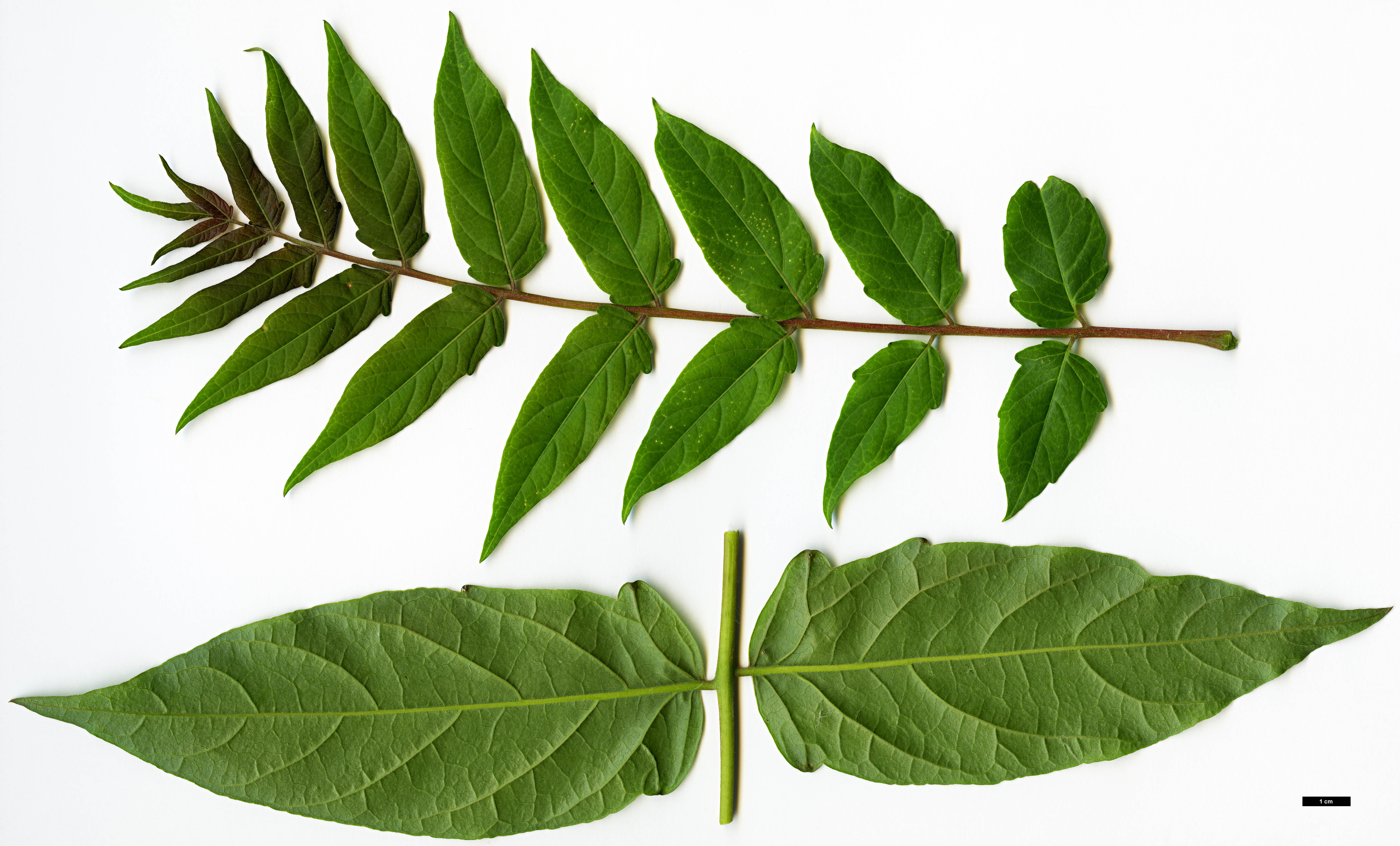 High resolution image: Family: Simaroubaceae - Genus: Ailanthus - Taxon: altissima