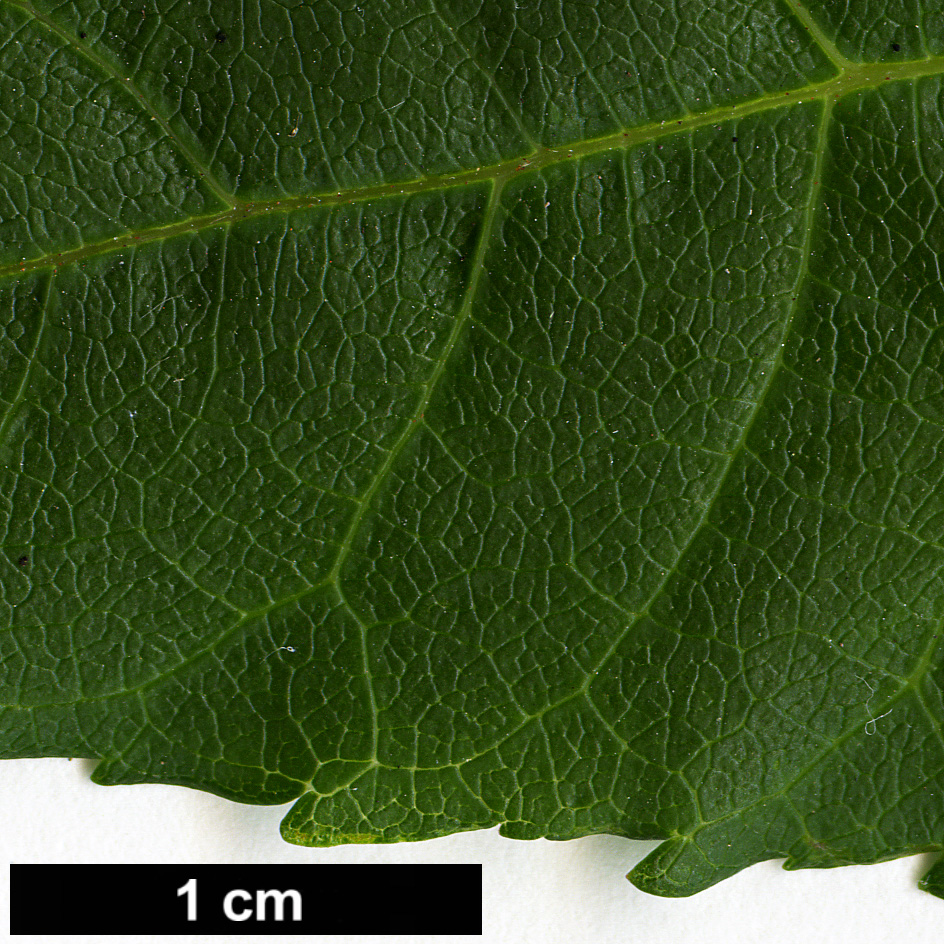 High resolution image: Family: Simaroubaceae - Genus: Picrasma - Taxon: quassioides