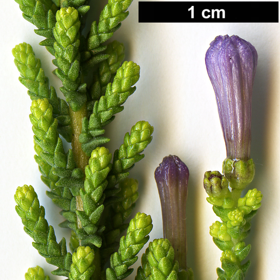High resolution image: Family: Solanaceae - Genus: Fabiana - Taxon: imbricata