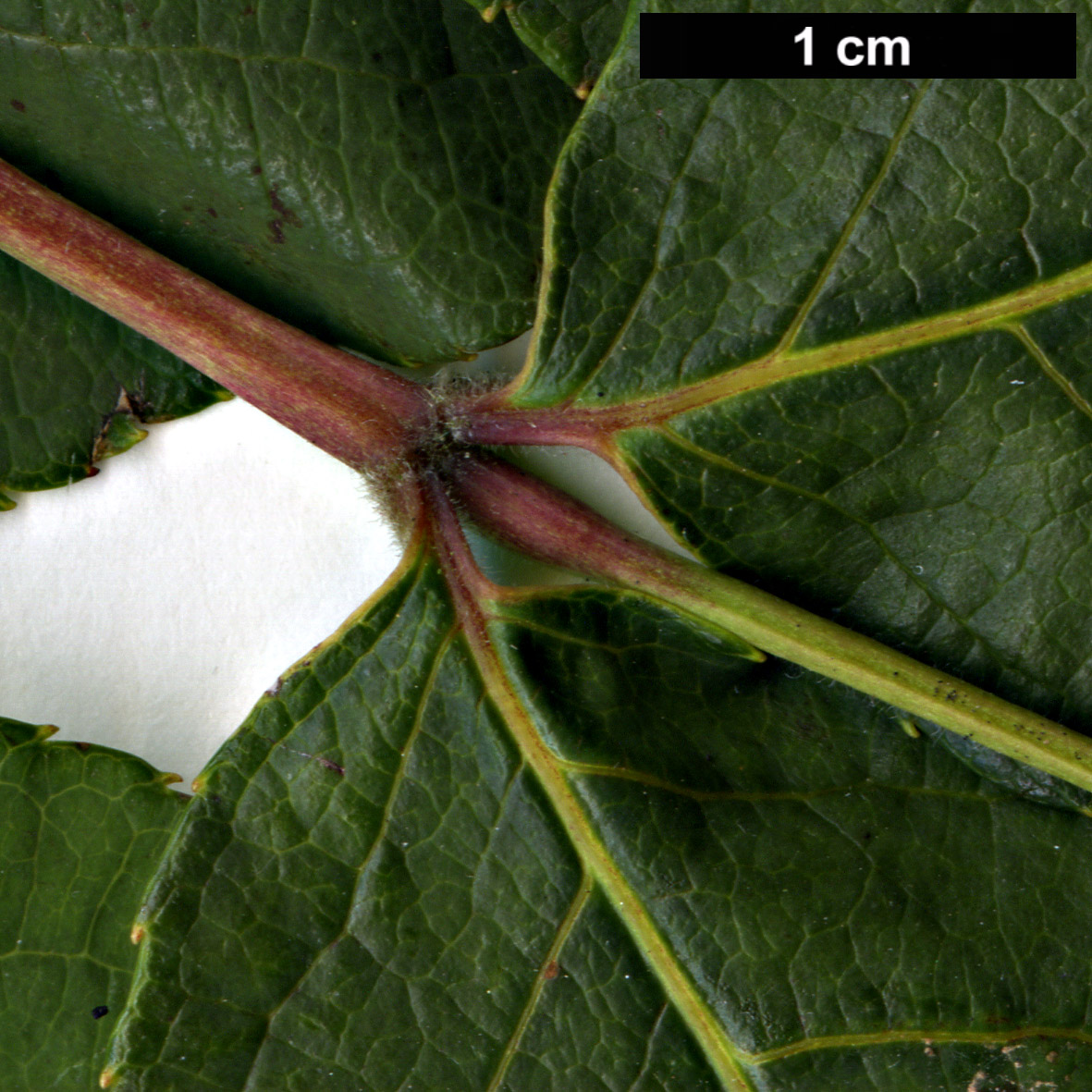 High resolution image: Family: Staphyleaceae - Genus: Staphylea - Taxon: emodi