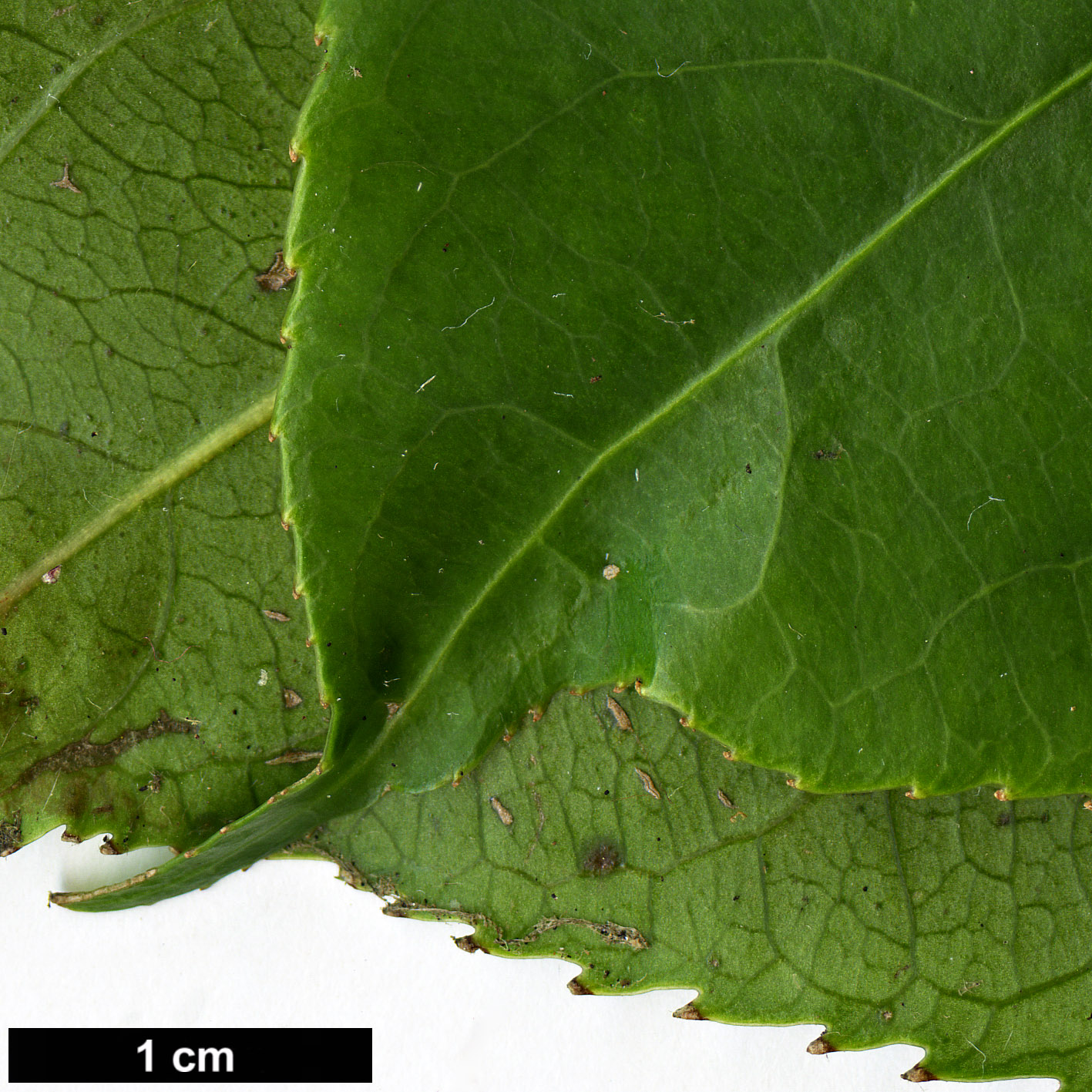 High resolution image: Family: Staphyleaceae - Genus: Turpinia - Taxon: formosana