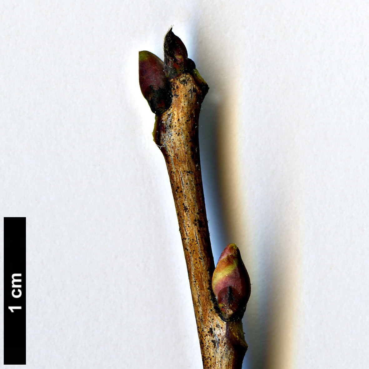 High resolution image: Family: Styracaceae - Genus: Halesia - Taxon: carolina