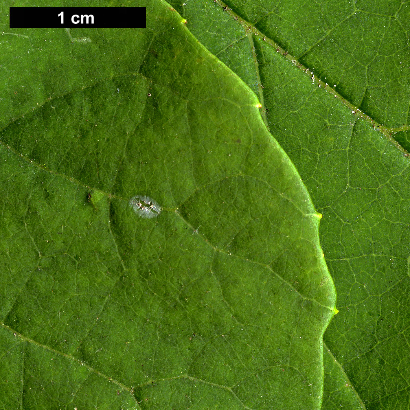 High resolution image: Family: Styracaceae - Genus: Halesia - Taxon: diptera