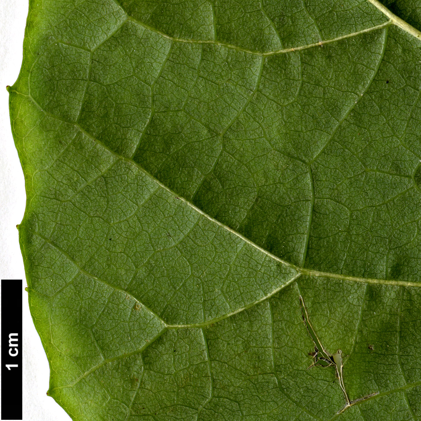 High resolution image: Family: Styracaceae - Genus: Halesia - Taxon: diptera