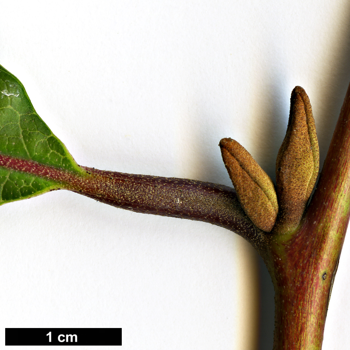 High resolution image: Family: Styracaceae - Genus: Pterostyrax - Taxon: corymbosus