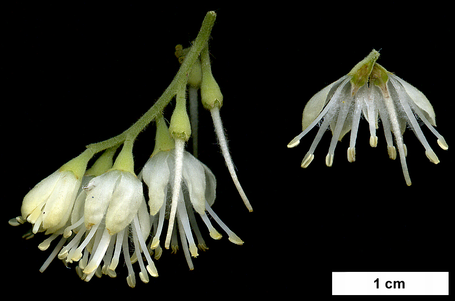 High resolution image: Family: Styracaceae - Genus: Pterostyrax - Taxon: hispidus