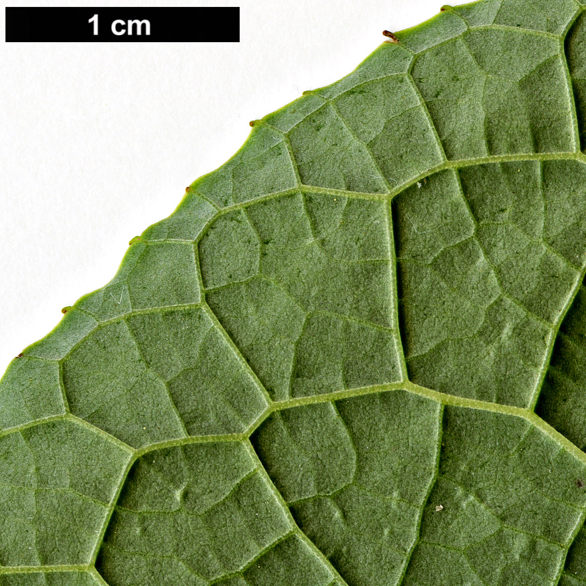 High resolution image: Family: Styracaceae - Genus: Pterostyrax - Taxon: hispidus