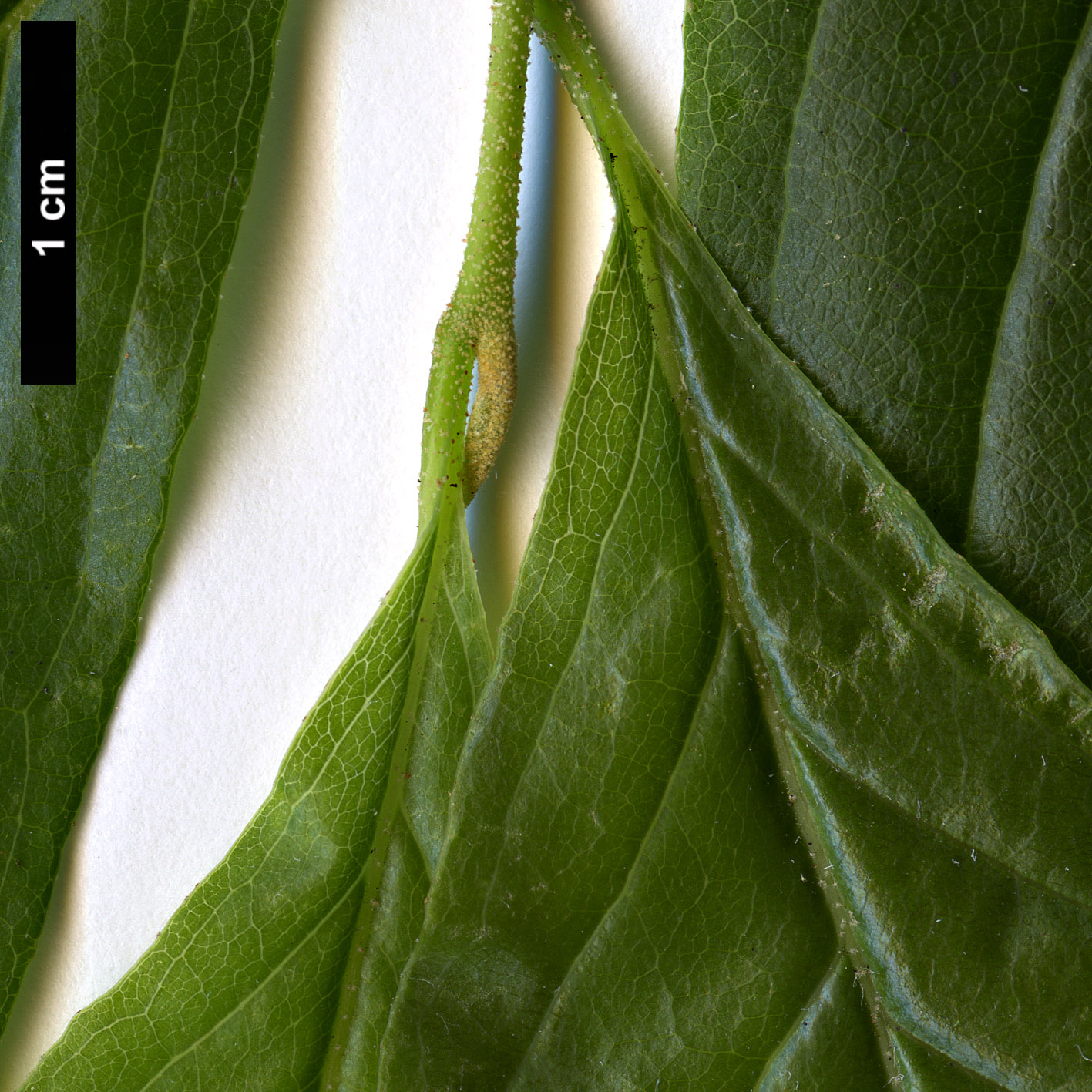 High resolution image: Family: Styracaceae - Genus: Sinojackia - Taxon: xylocarpa