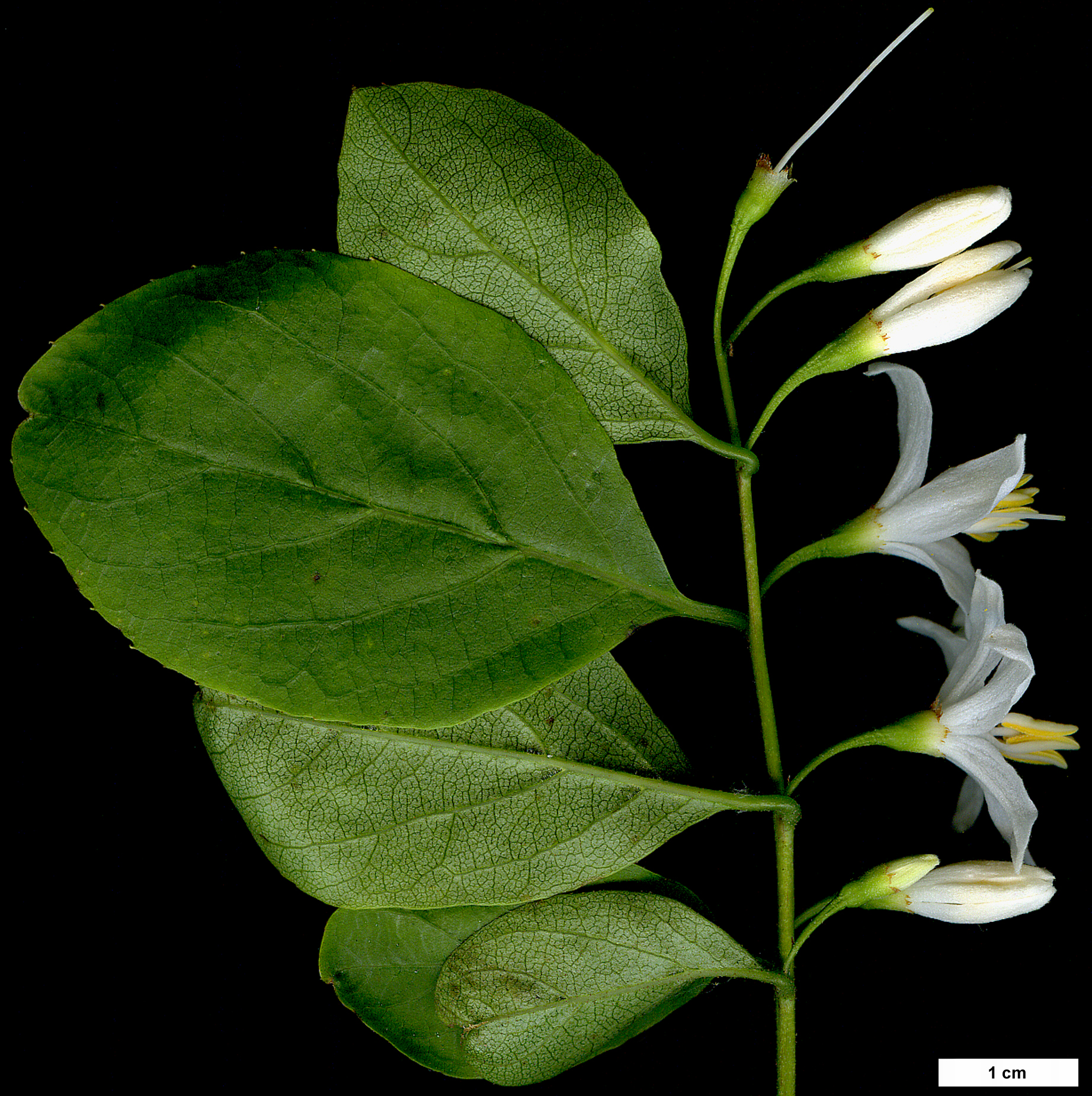High resolution image: Family: Styracaceae - Genus: Styrax - Taxon: americanus