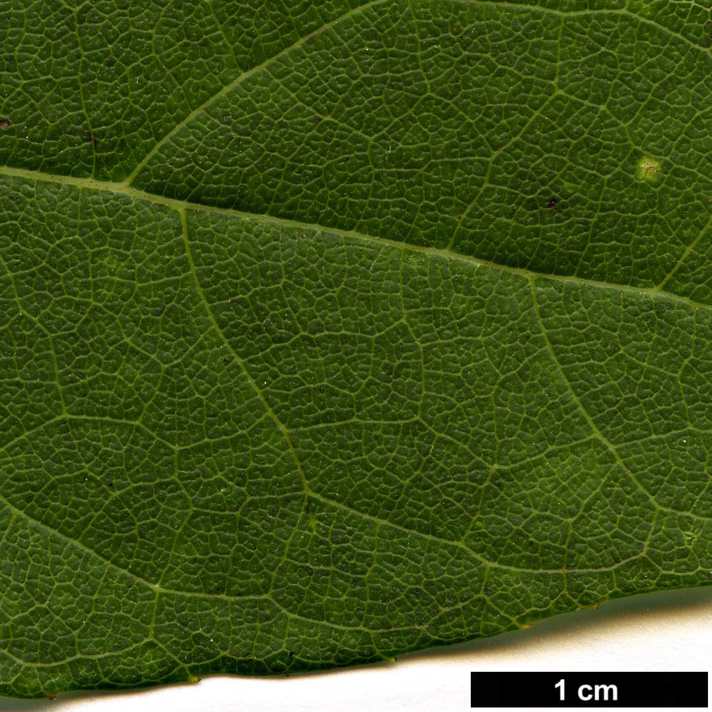 High resolution image: Family: Styracaceae - Genus: Styrax - Taxon: confusus