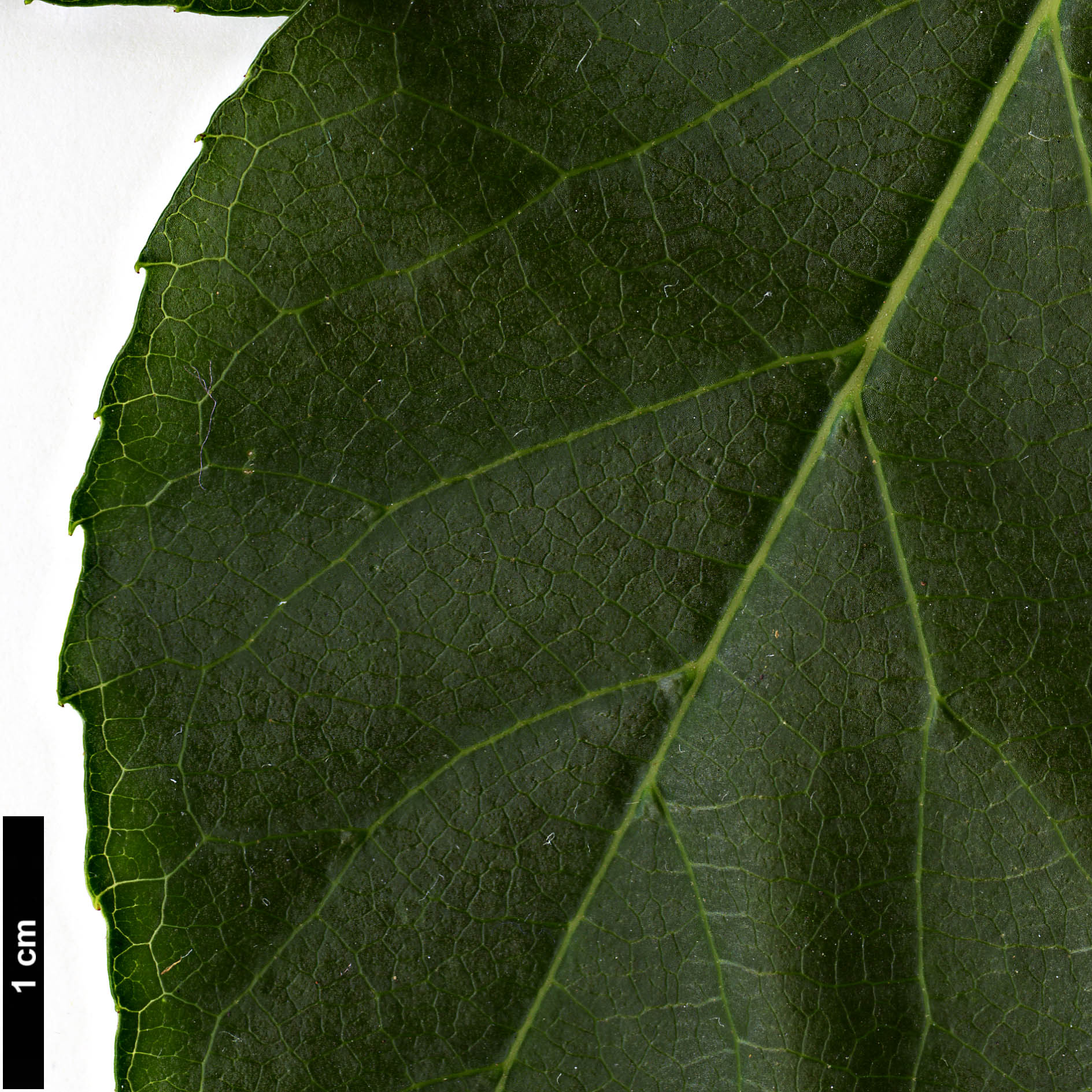 High resolution image: Family: Styracaceae - Genus: Styrax - Taxon: faberi