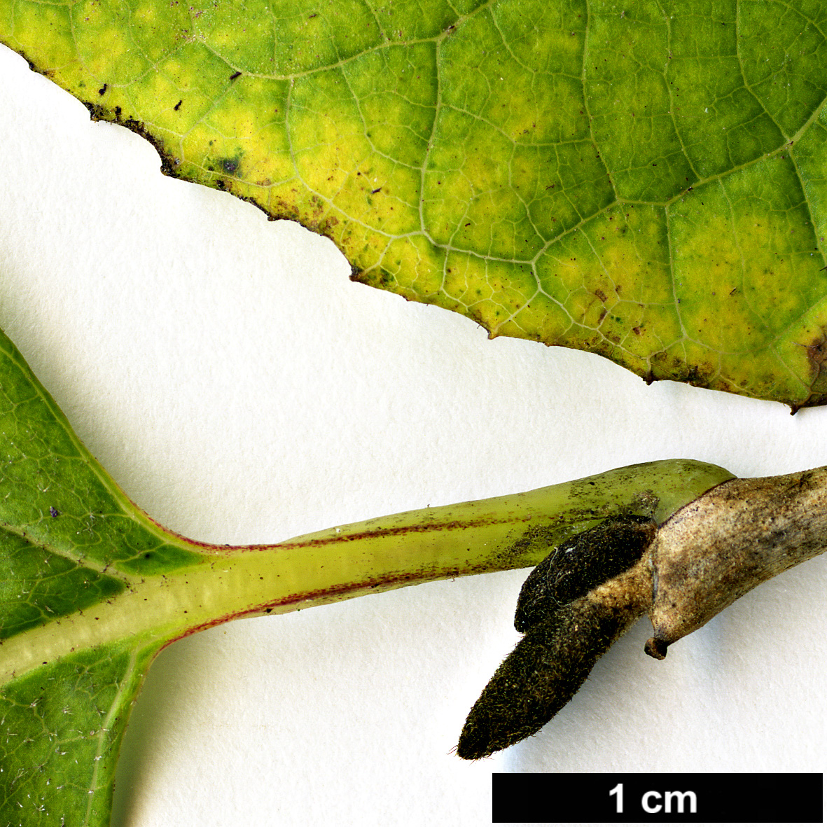 High resolution image: Family: Styracaceae - Genus: Styrax - Taxon: hemsleyanus