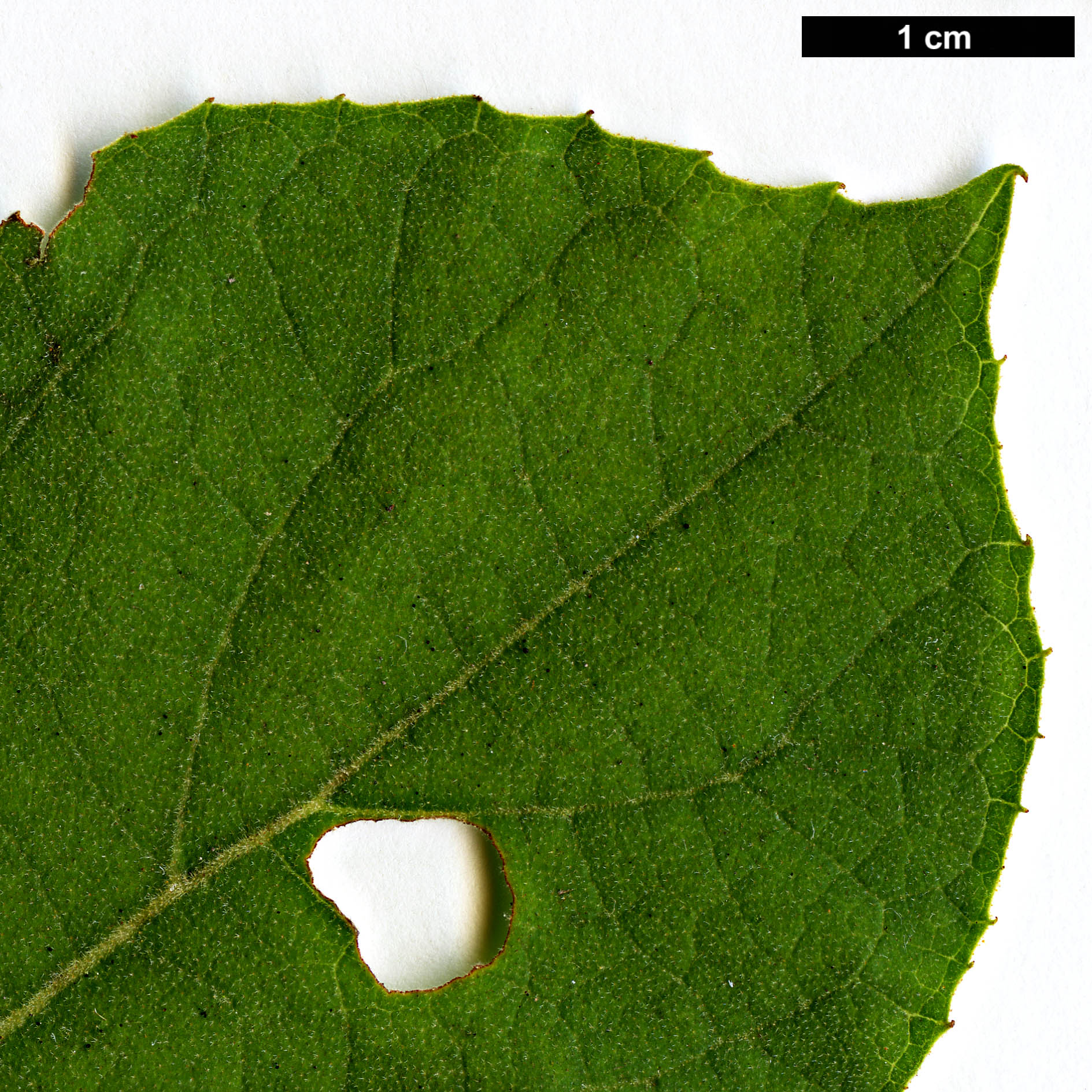 High resolution image: Family: Styracaceae - Genus: Styrax - Taxon: limprichtii