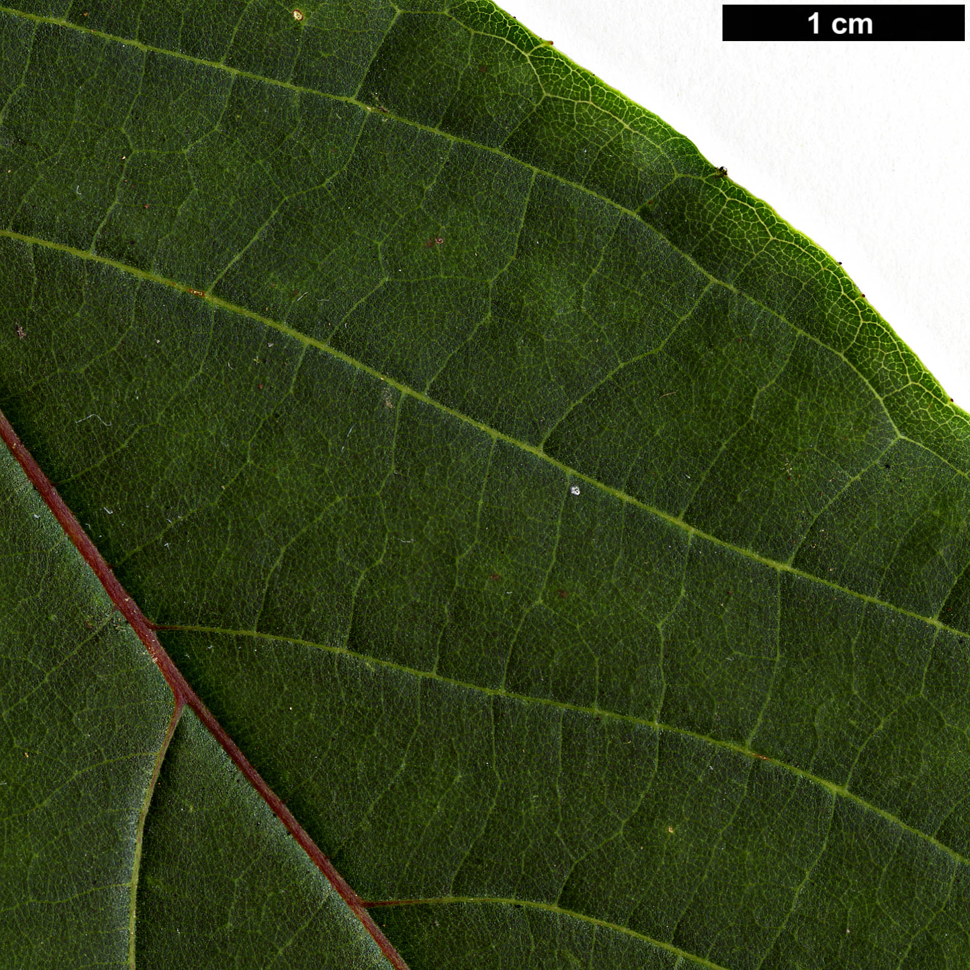 High resolution image: Family: Styracaceae - Genus: Styrax - Taxon: odoratissimus