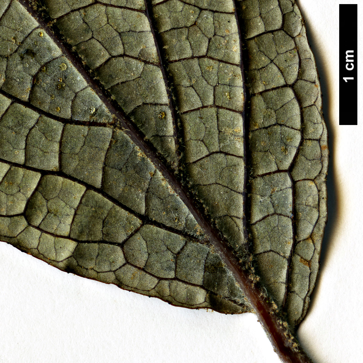 High resolution image: Family: Styracaceae - Genus: Styrax - Taxon: perkinsiae
