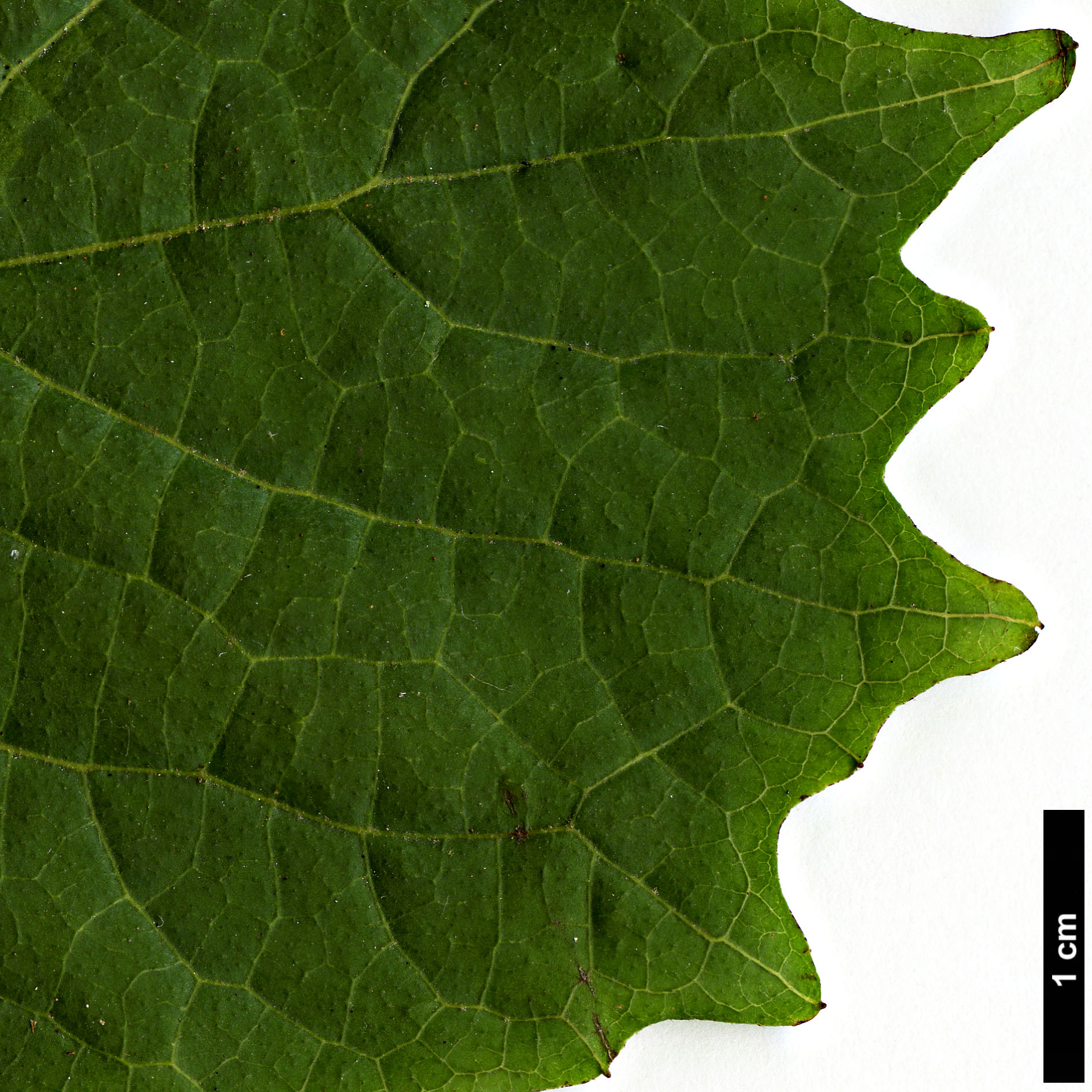 High resolution image: Family: Styracaceae - Genus: Styrax - Taxon: shiraianus
