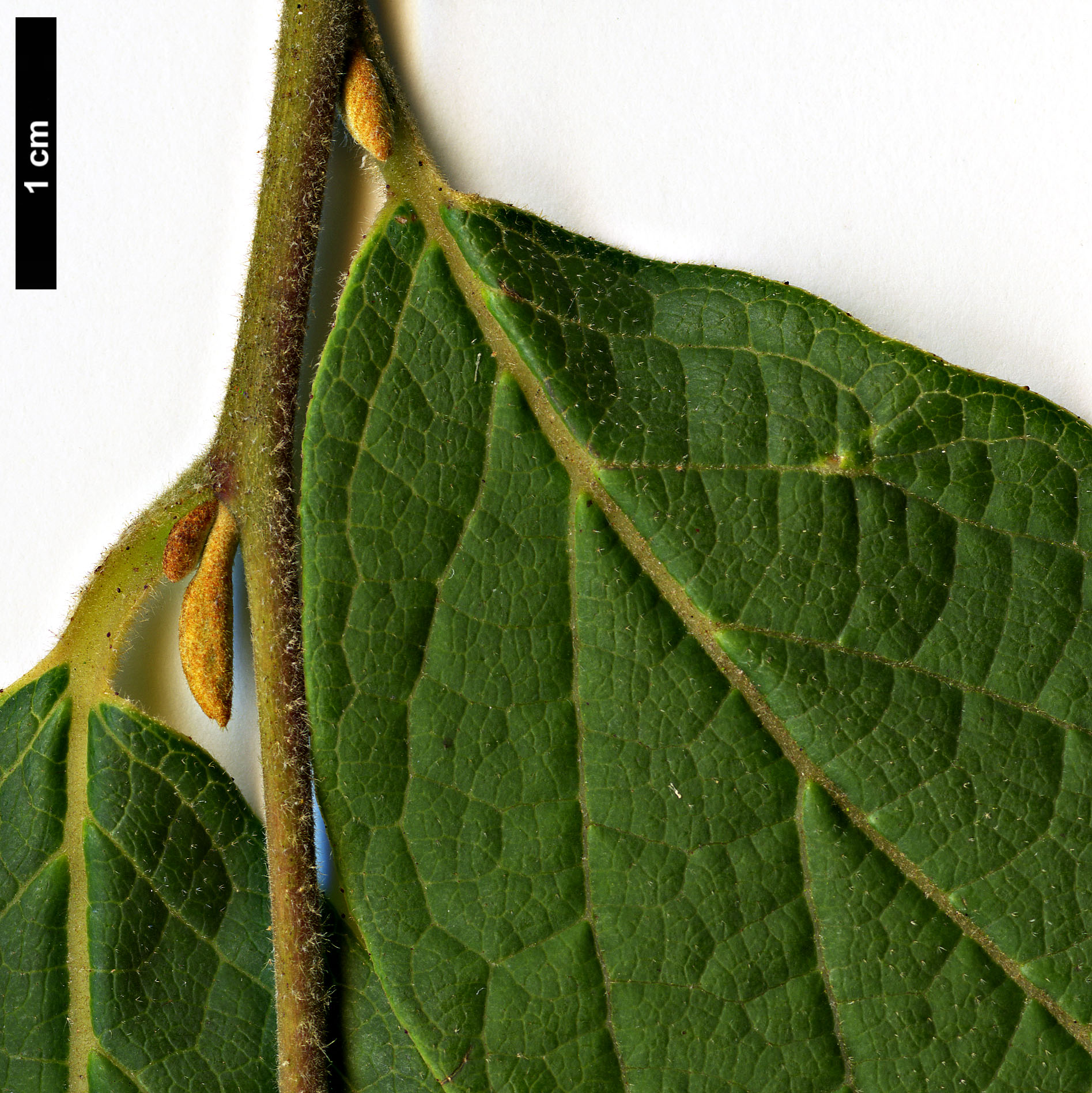 High resolution image: Family: Styracaceae - Genus: Styrax - Taxon: suberifolius