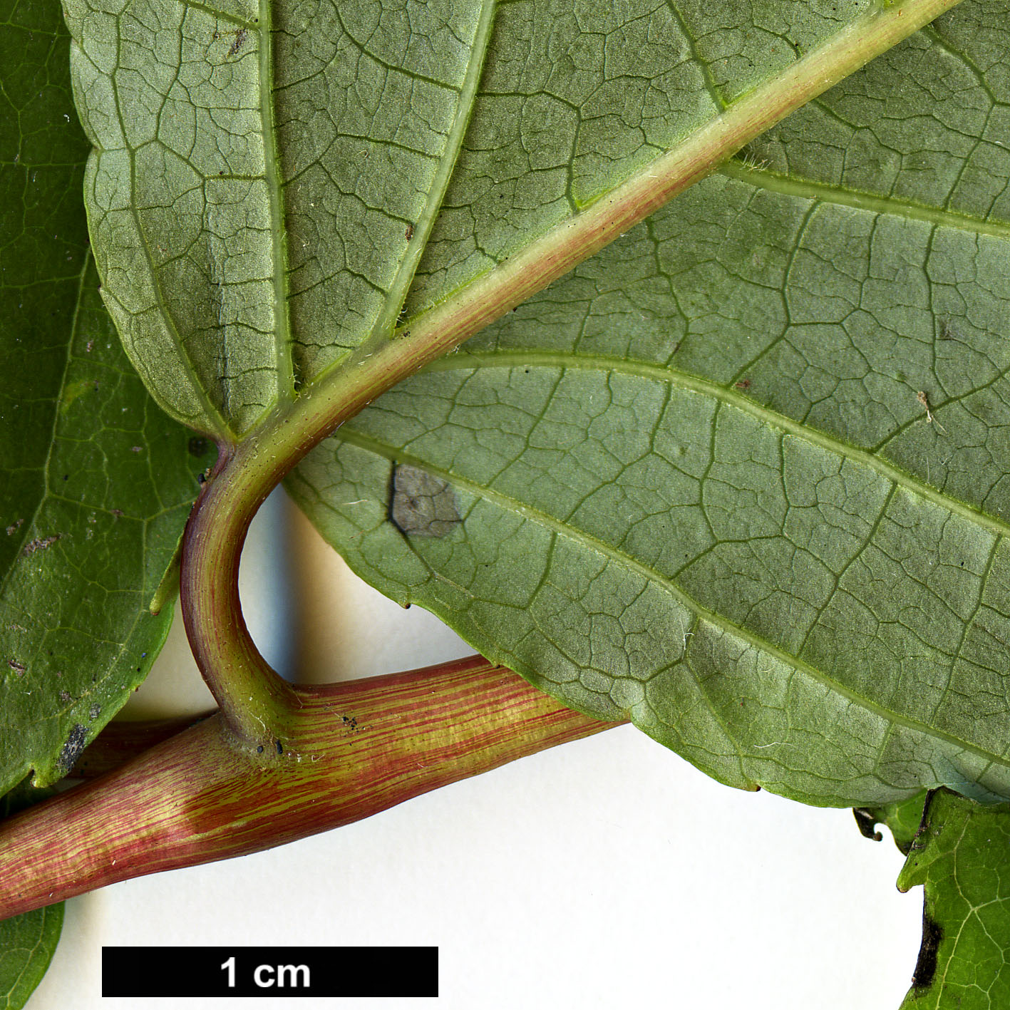 High resolution image: Family: Tapisciaceae - Genus: Tapiscia - Taxon: sinensis
