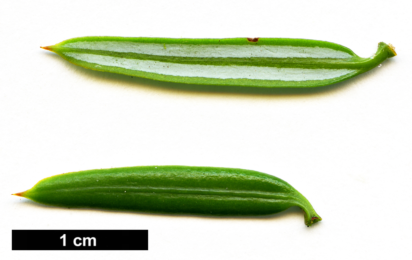 High resolution image: Family: Taxaceae - Genus: Pseudotaxus - Taxon: chienii