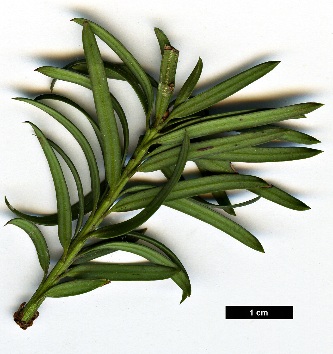 High resolution image: Family: Taxaceae - Genus: Taxus - Taxon: baccata - SpeciesSub: 'Fastigiata'