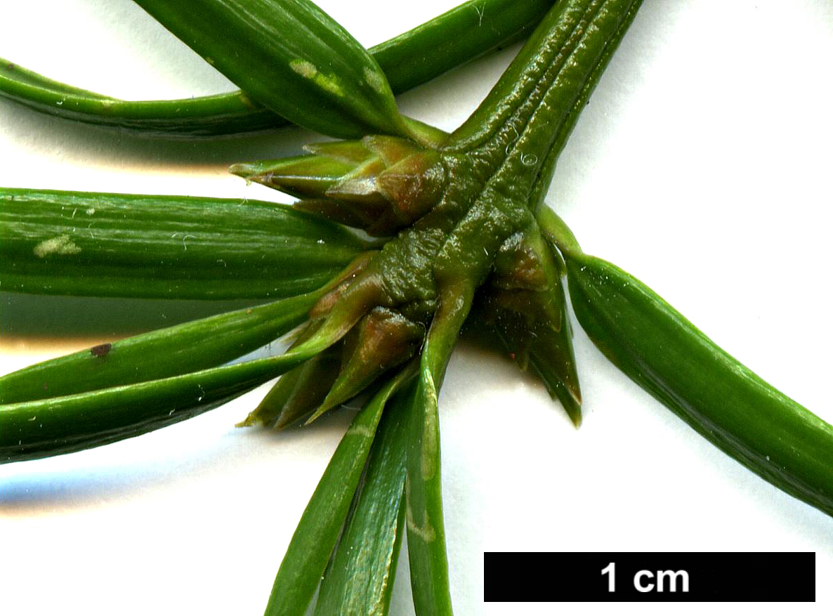 High resolution image: Family: Taxaceae - Genus: Torreya - Taxon: taxifolia
