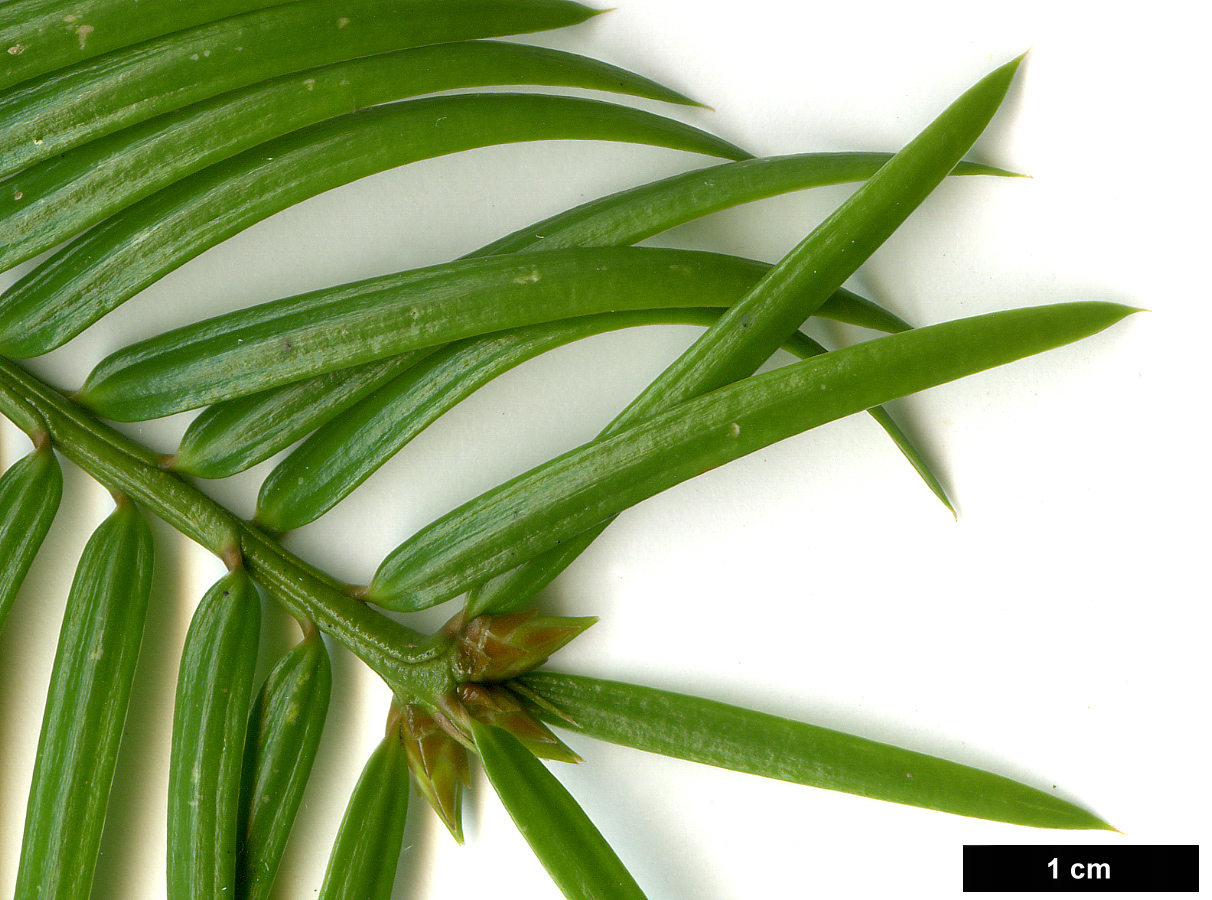 High resolution image: Family: Taxaceae - Genus: Torreya - Taxon: taxifolia