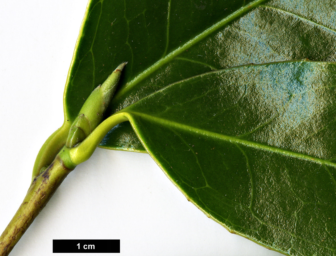 High resolution image: Family: Theaceae - Genus: Camellia - Taxon: chekiangoleosa