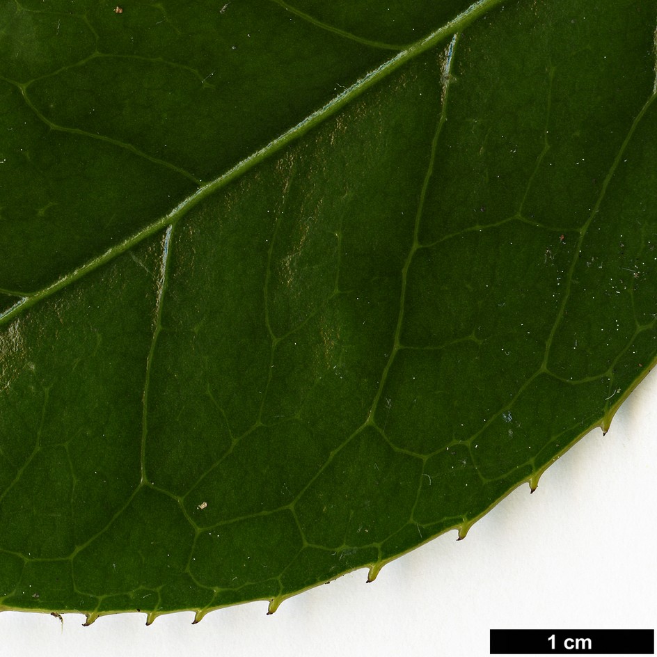 High resolution image: Family: Theaceae - Genus: Camellia - Taxon: chekiangoleosa