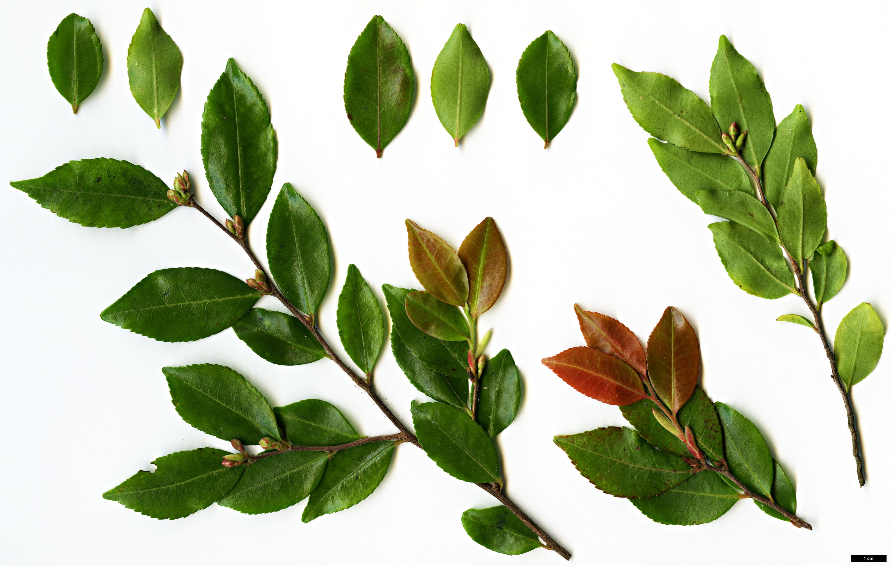 High resolution image: Family: Theaceae - Genus: Camellia - Taxon: lutchuensis